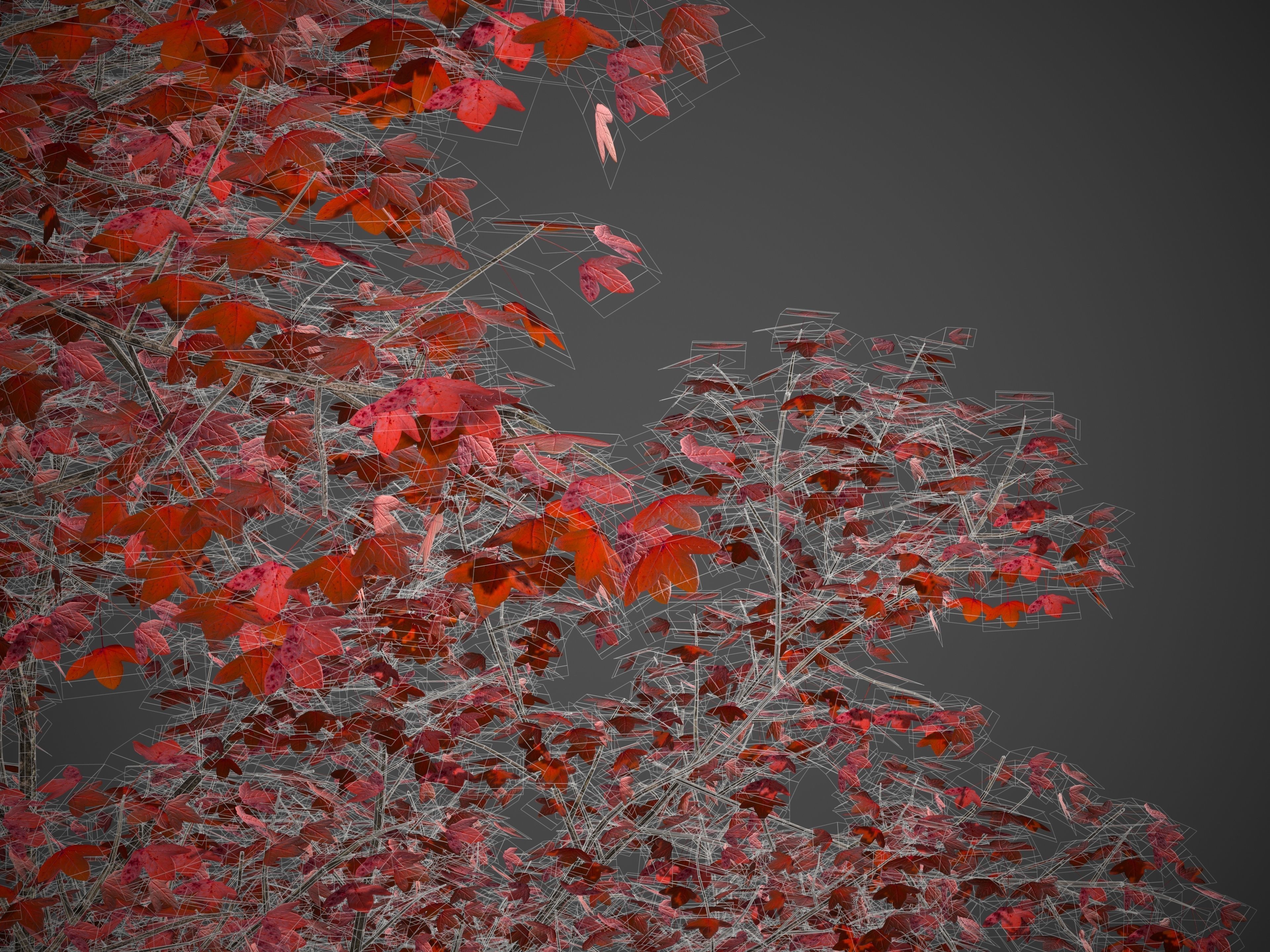 2021 PBR Montpelier Maple Collection - Acer Monspessulanum 3D model_10