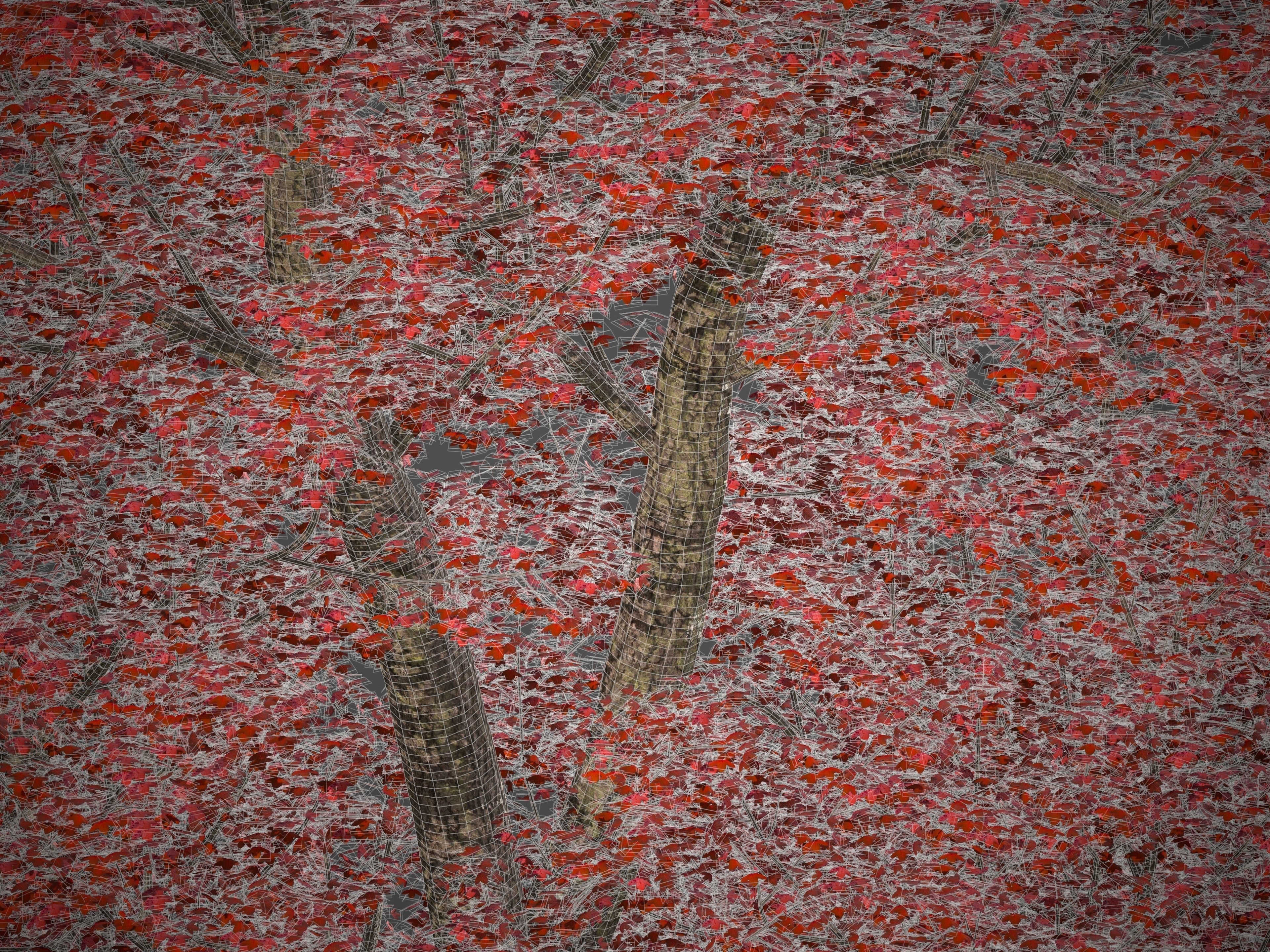 2021 PBR Montpelier Maple Collection - Acer Monspessulanum 3D model_9