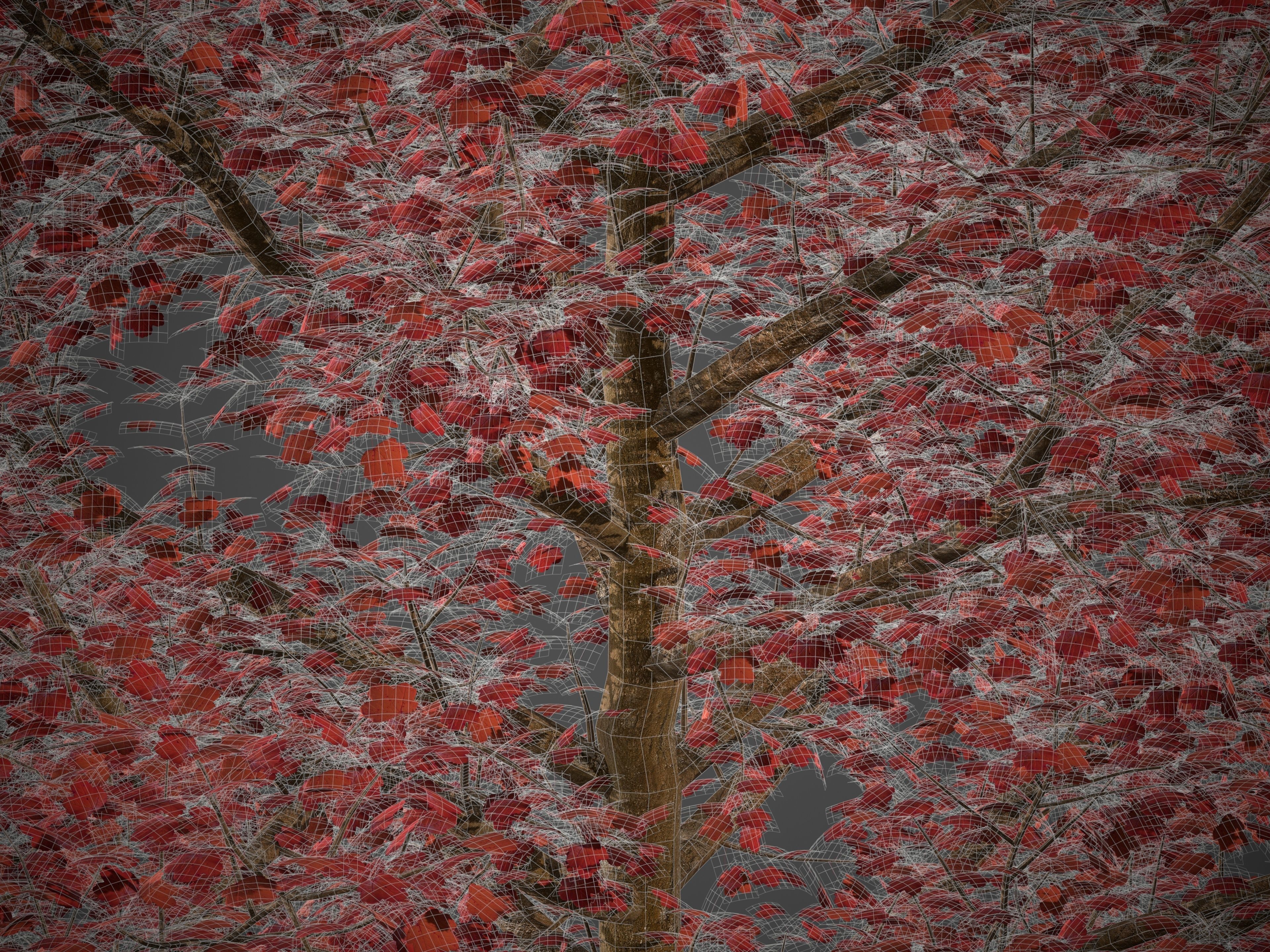 2021 PBR Italian Maple Collection - Acer Opalus 3D model_5