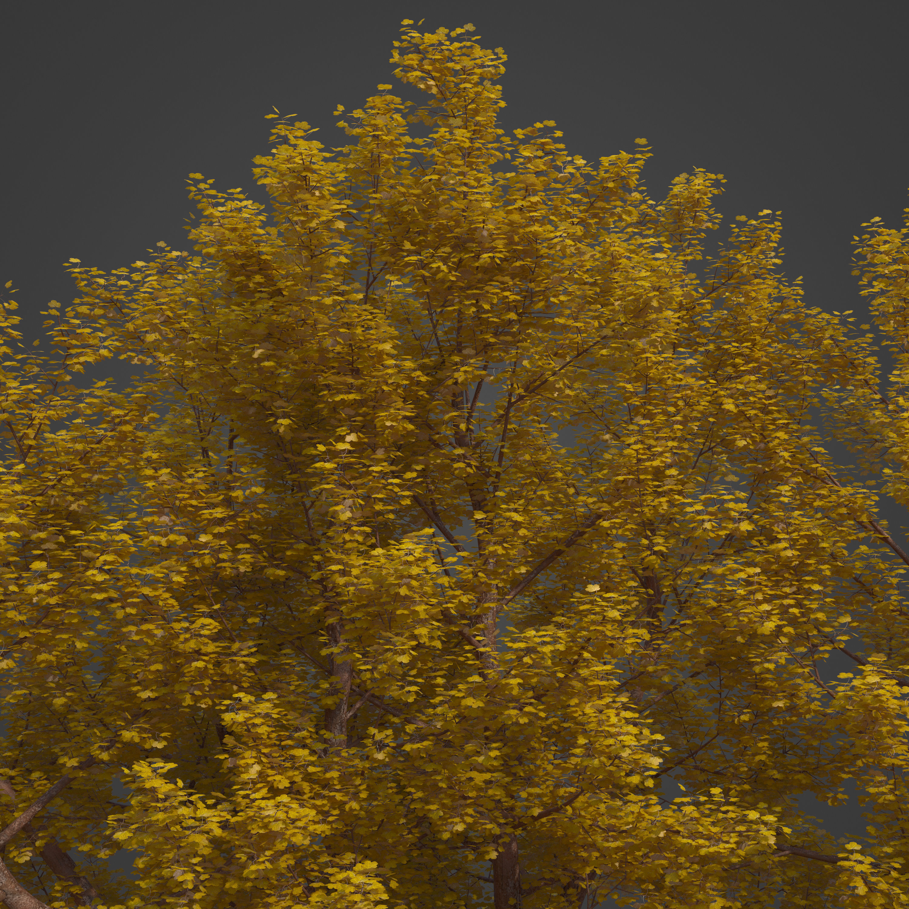 2021 PBR Italian Maple Collection - Acer Opalus 3D model_8