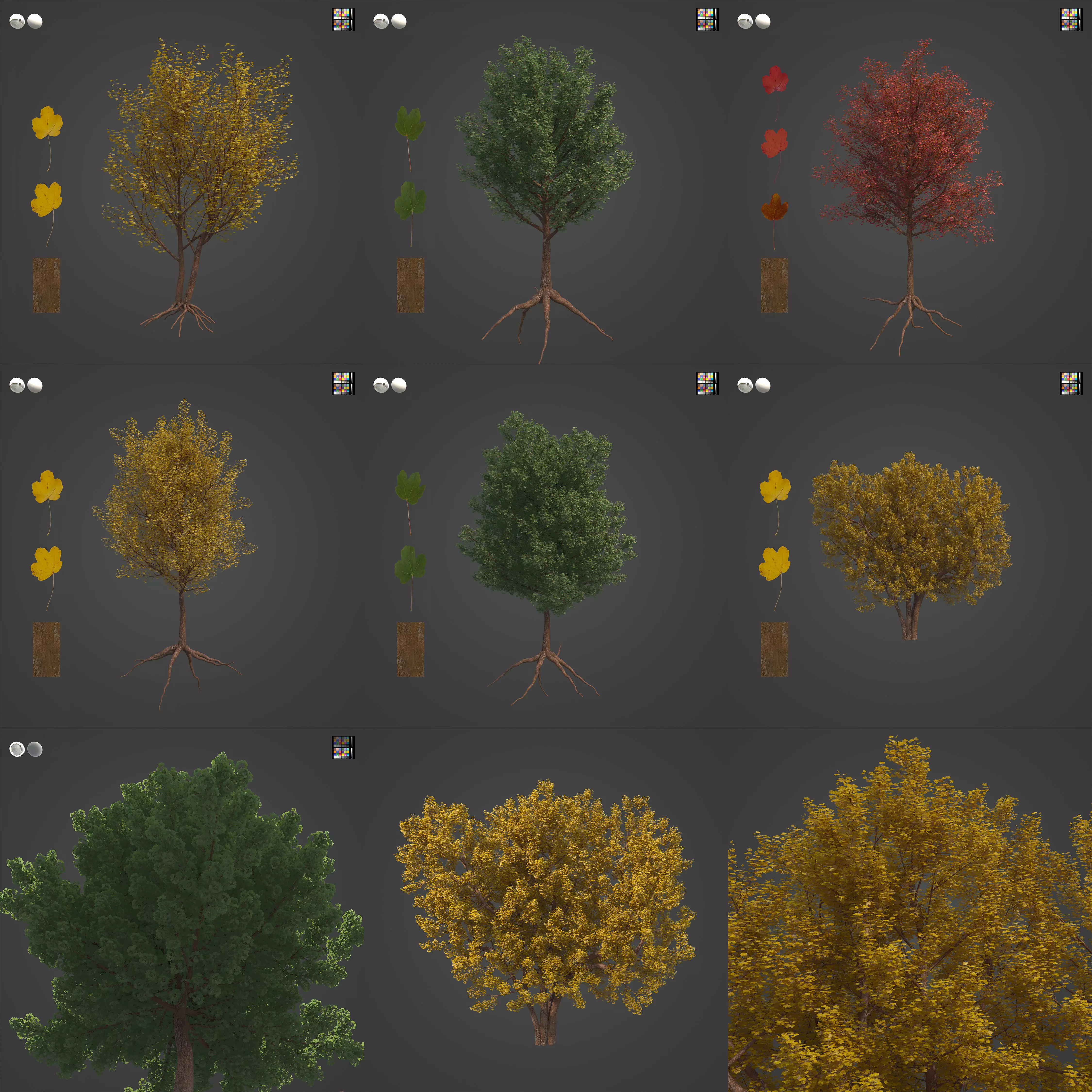 2021 PBR Italian Maple Collection - Acer Opalus 3D model_0