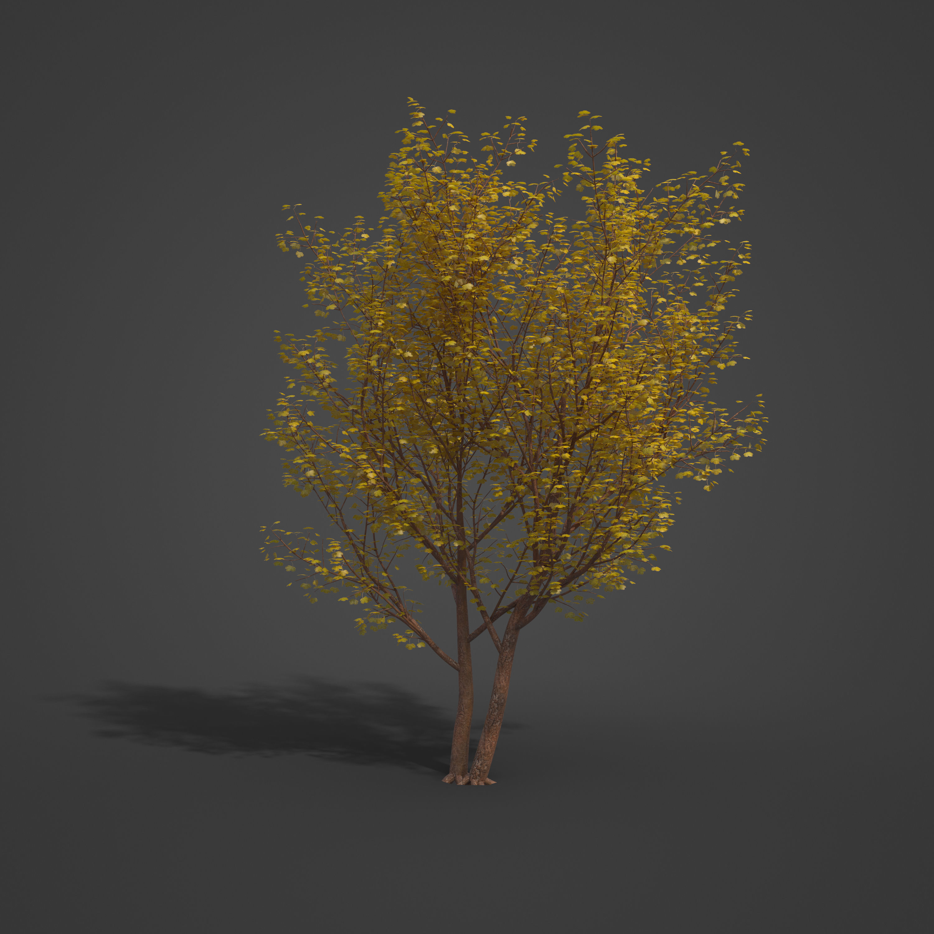 2021 PBR Italian Maple Collection - Acer Opalus 3D model_3