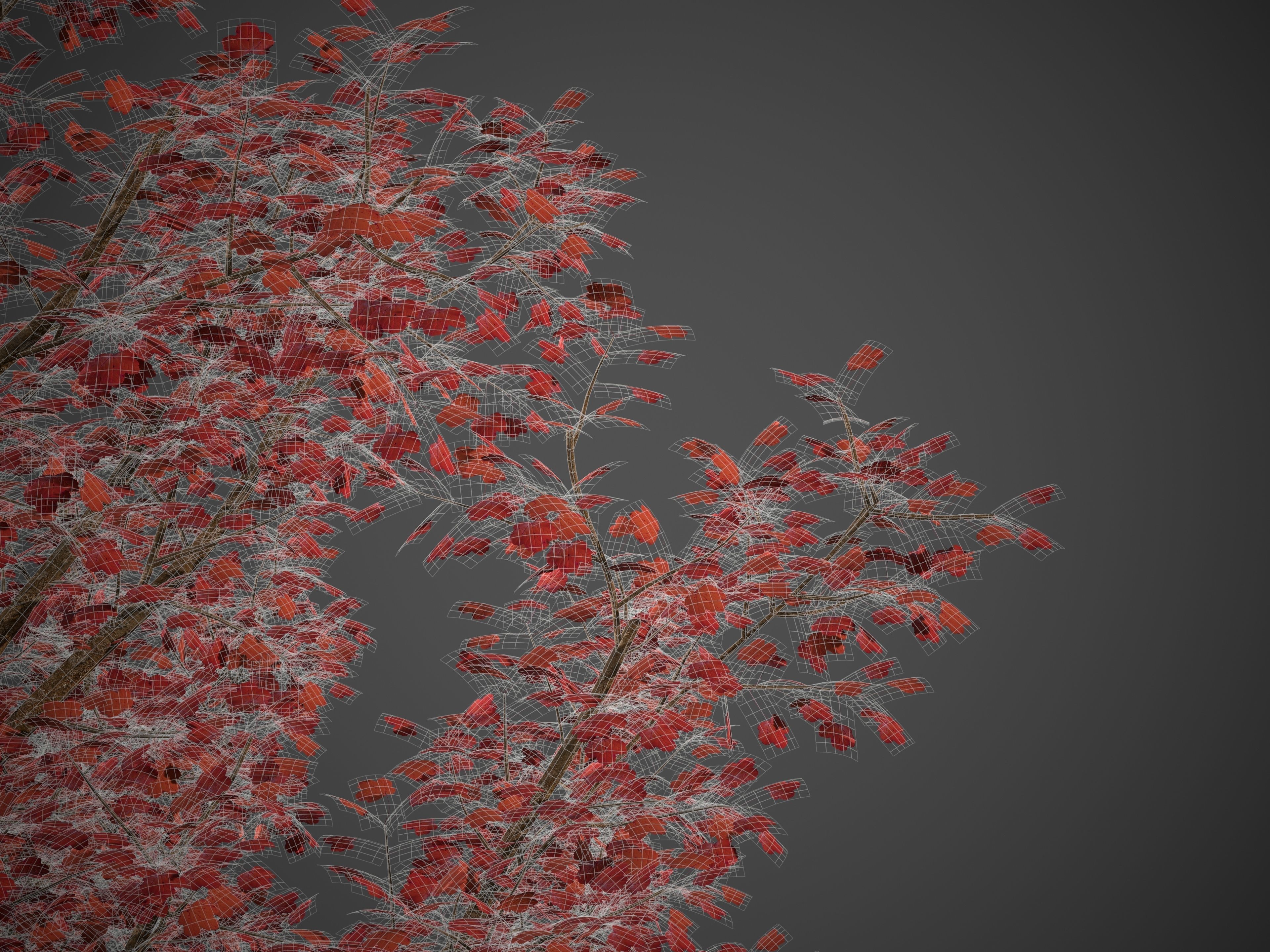 2021 PBR Italian Maple Collection - Acer Opalus 3D model_6