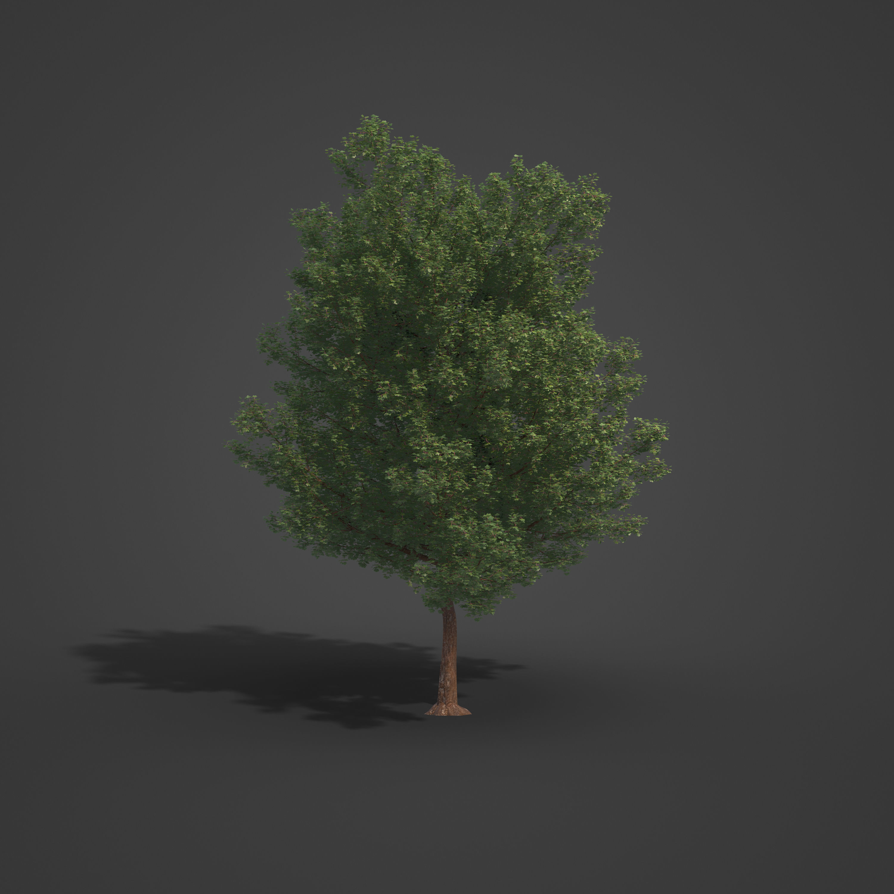 2021 PBR Italian Maple Collection - Acer Opalus 3D model_9