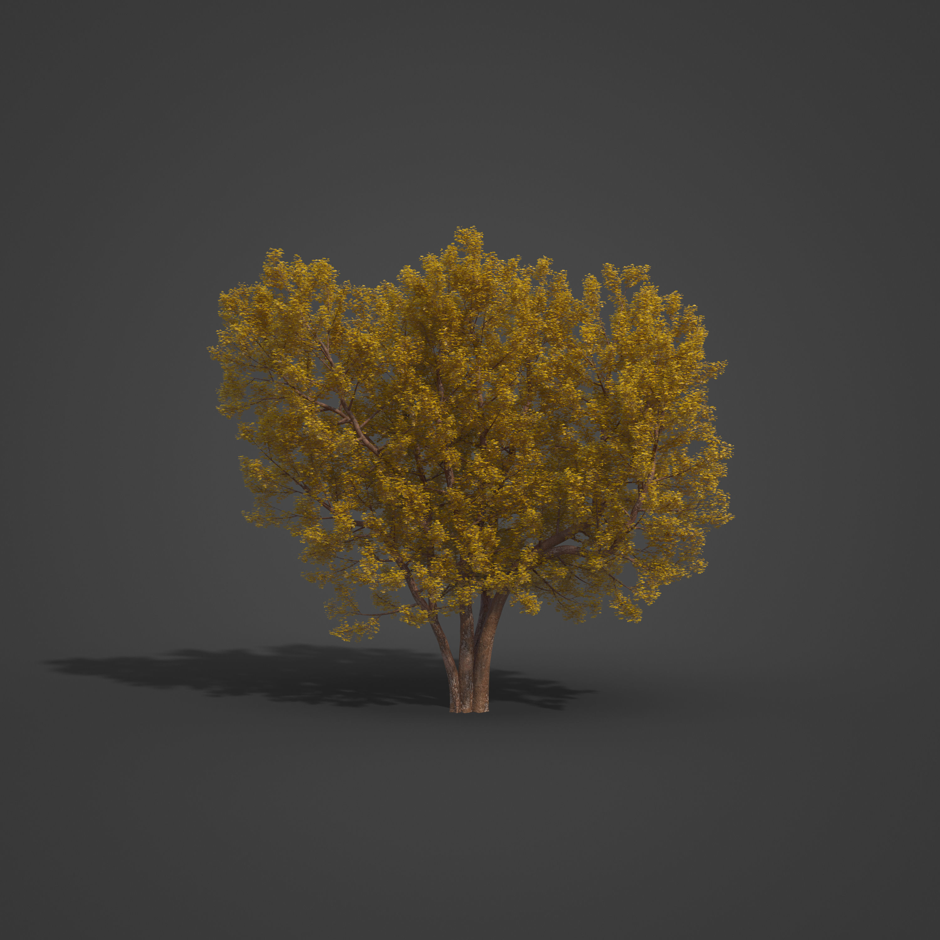 2021 PBR Italian Maple Collection - Acer Opalus 3D model_7