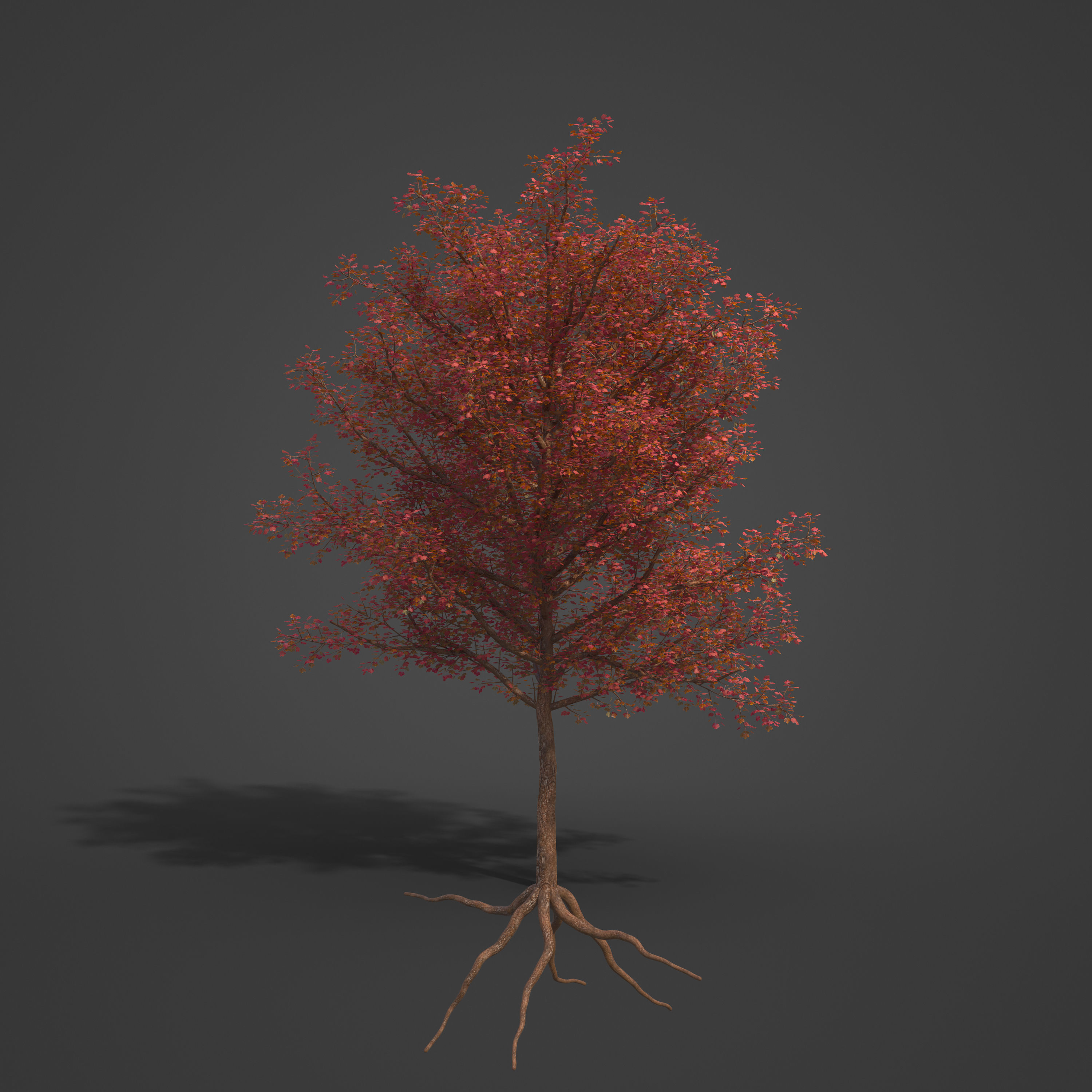 2021 PBR Italian Maple Collection - Acer Opalus 3D model_4