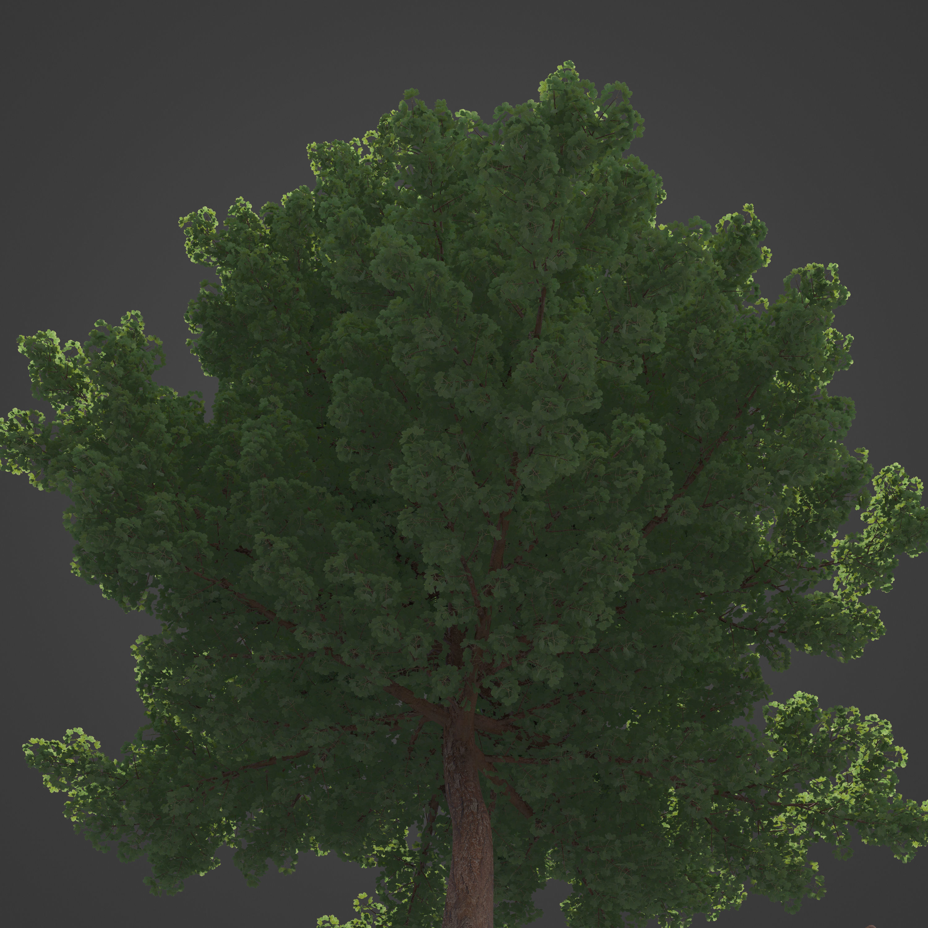 2021 PBR Italian Maple Collection - Acer Opalus 3D model_10