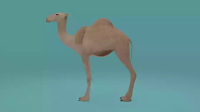 Camel