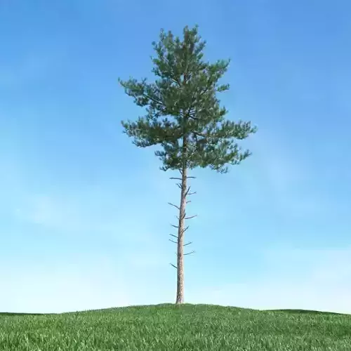 Tall Pine Tree