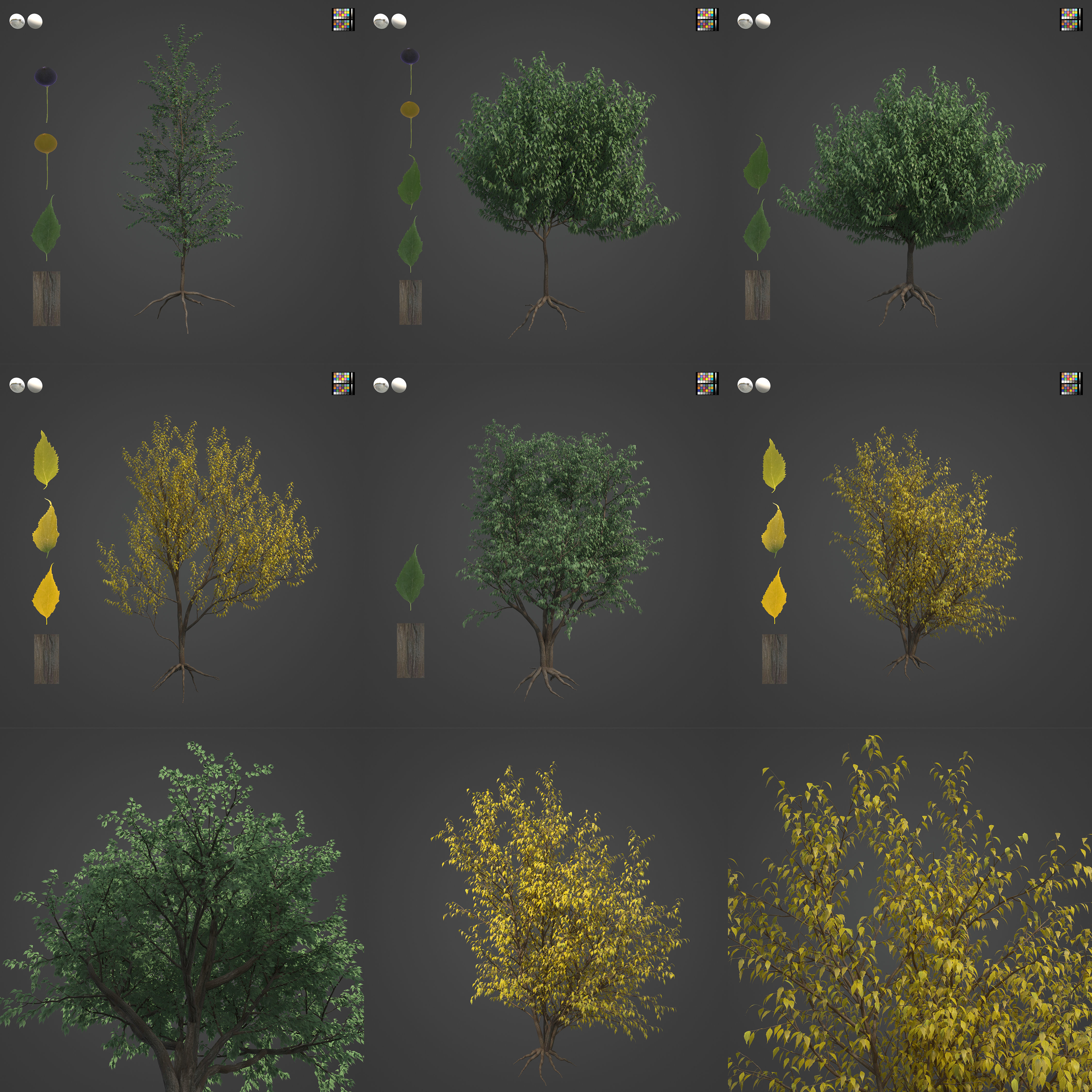 2021 PBR European Hackberry Collection - Celtis Australis 3D model_3