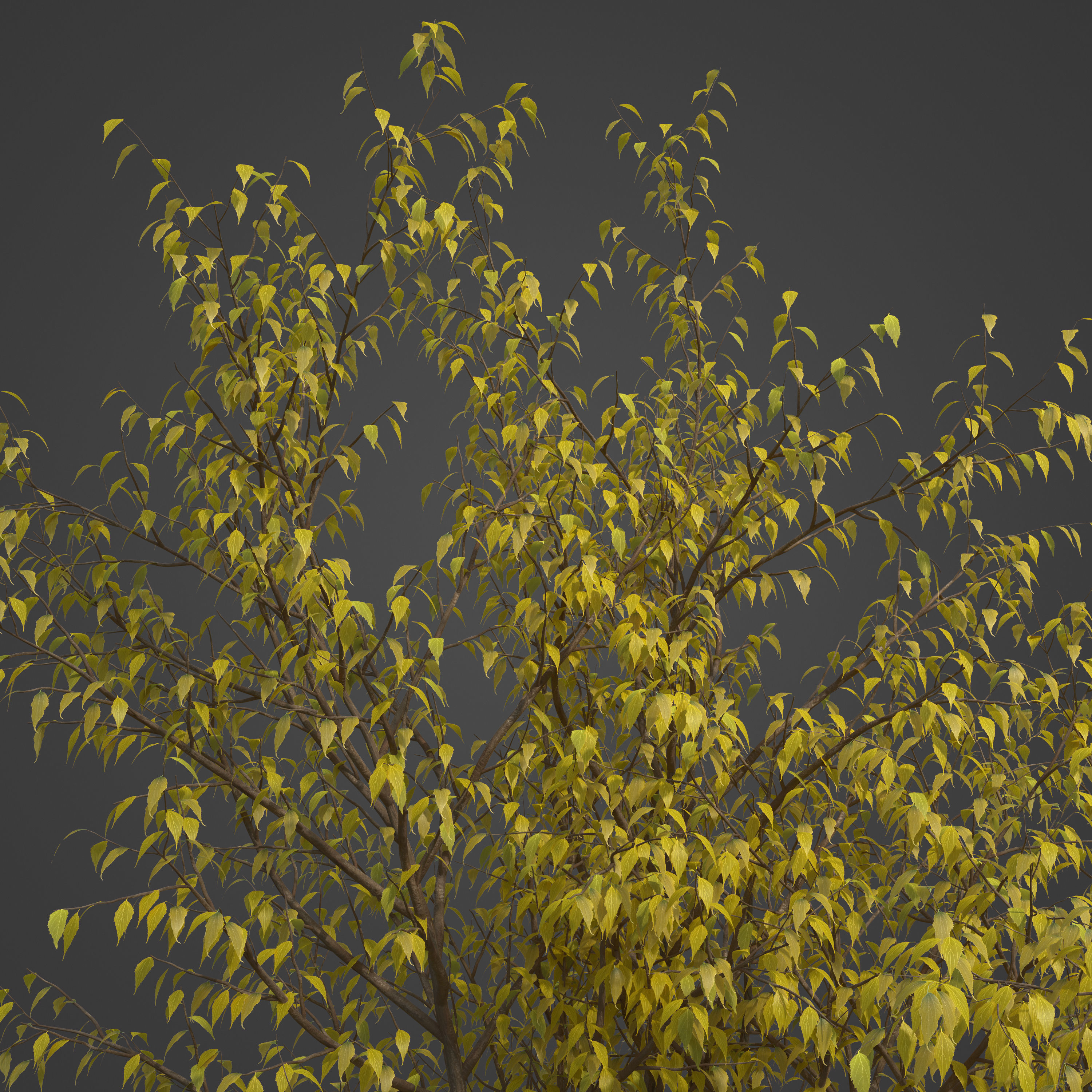 2021 PBR European Hackberry Collection - Celtis Australis 3D model_7