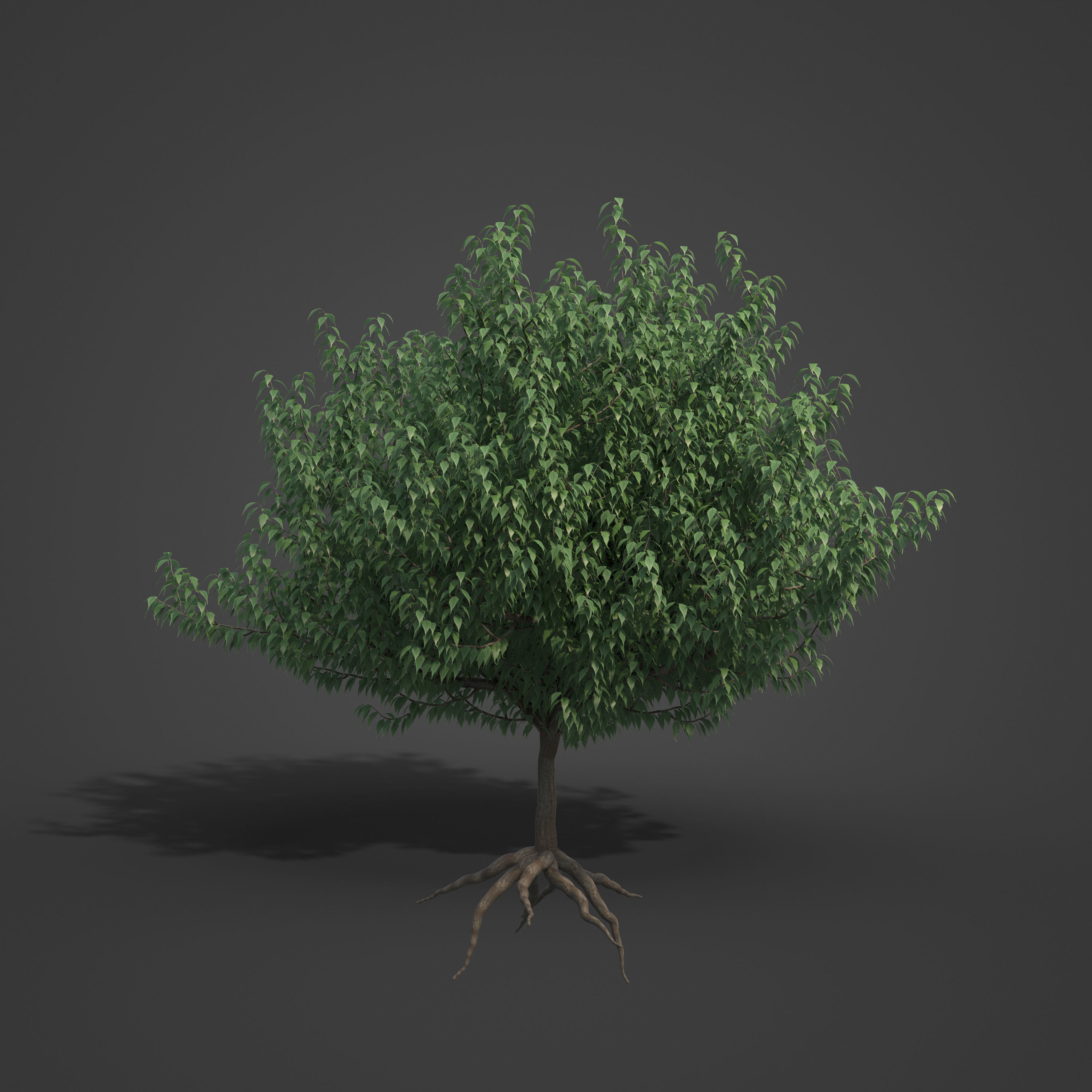 2021 PBR European Hackberry Collection - Celtis Australis 3D model_5