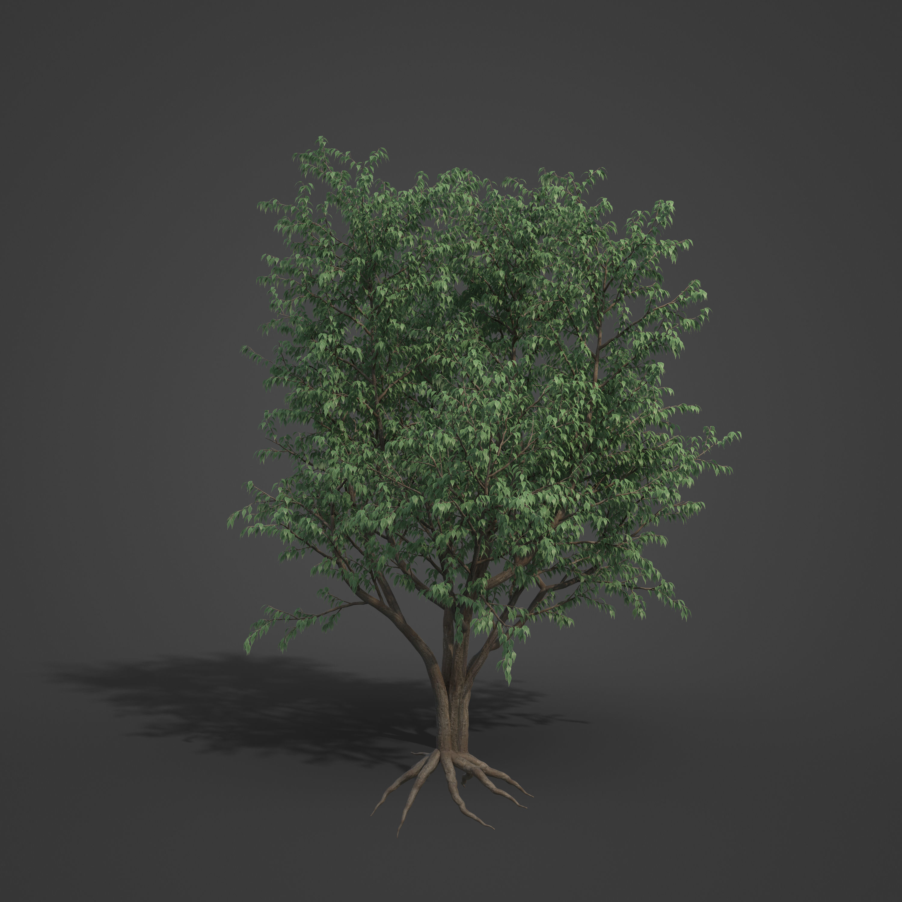 2021 PBR European Hackberry Collection - Celtis Australis 3D model_6