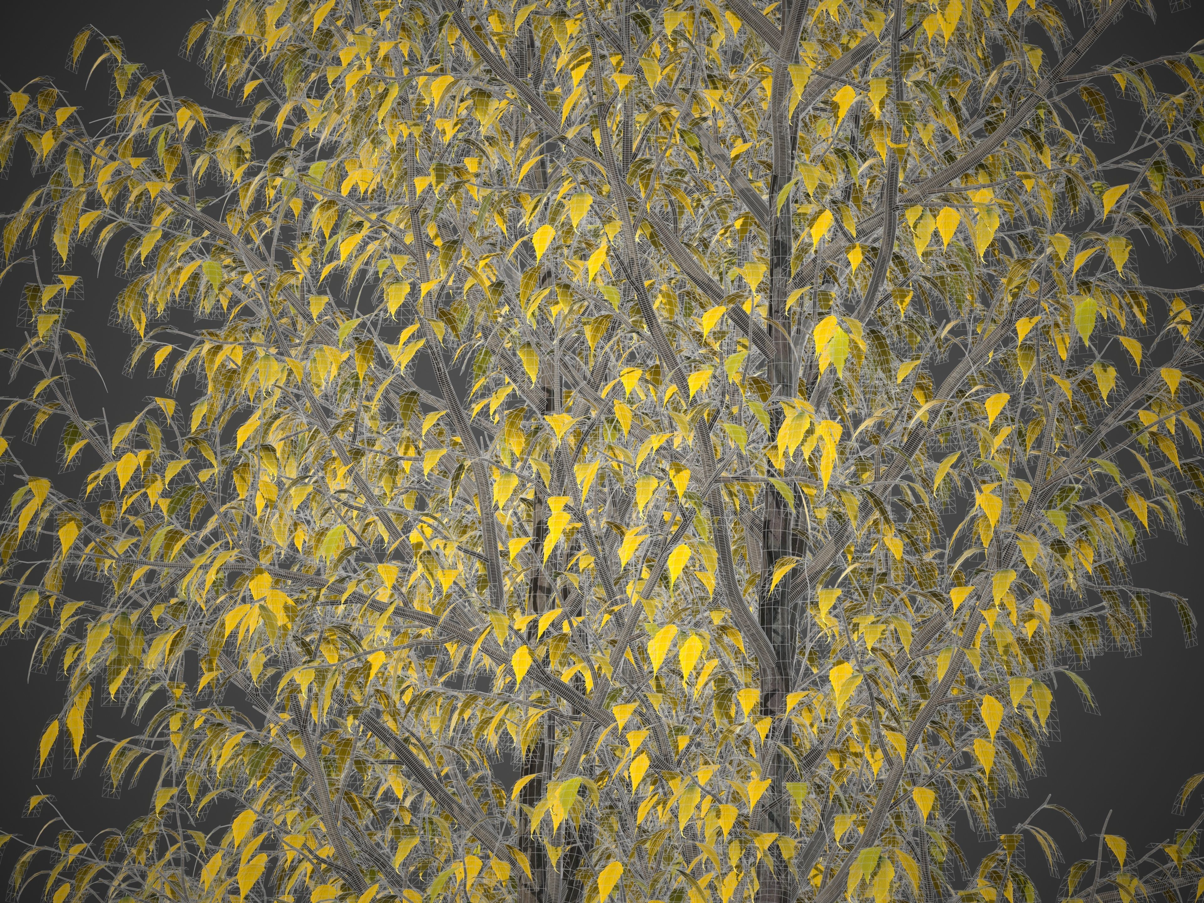 2021 PBR European Hackberry Collection - Celtis Australis 3D model_8