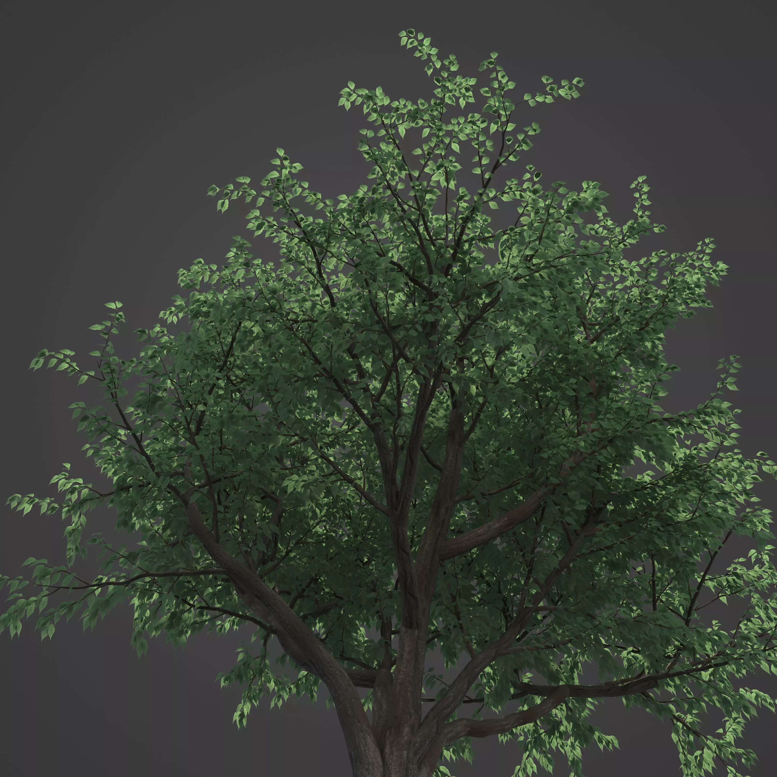 2021 PBR European Hackberry Collection - Celtis Australis 3D model_0