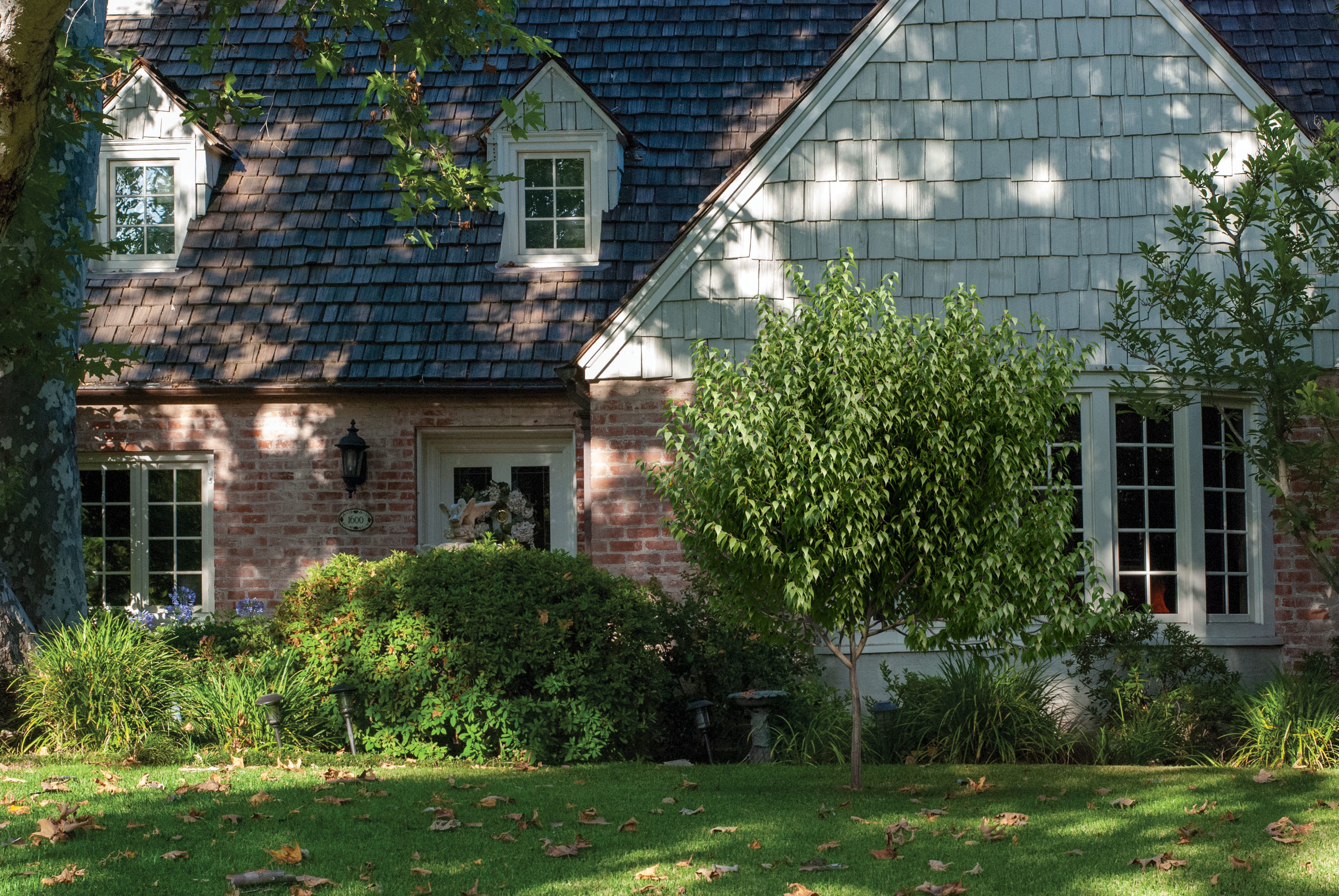 2021 PBR European Hackberry Collection - Celtis Australis 3D model_2