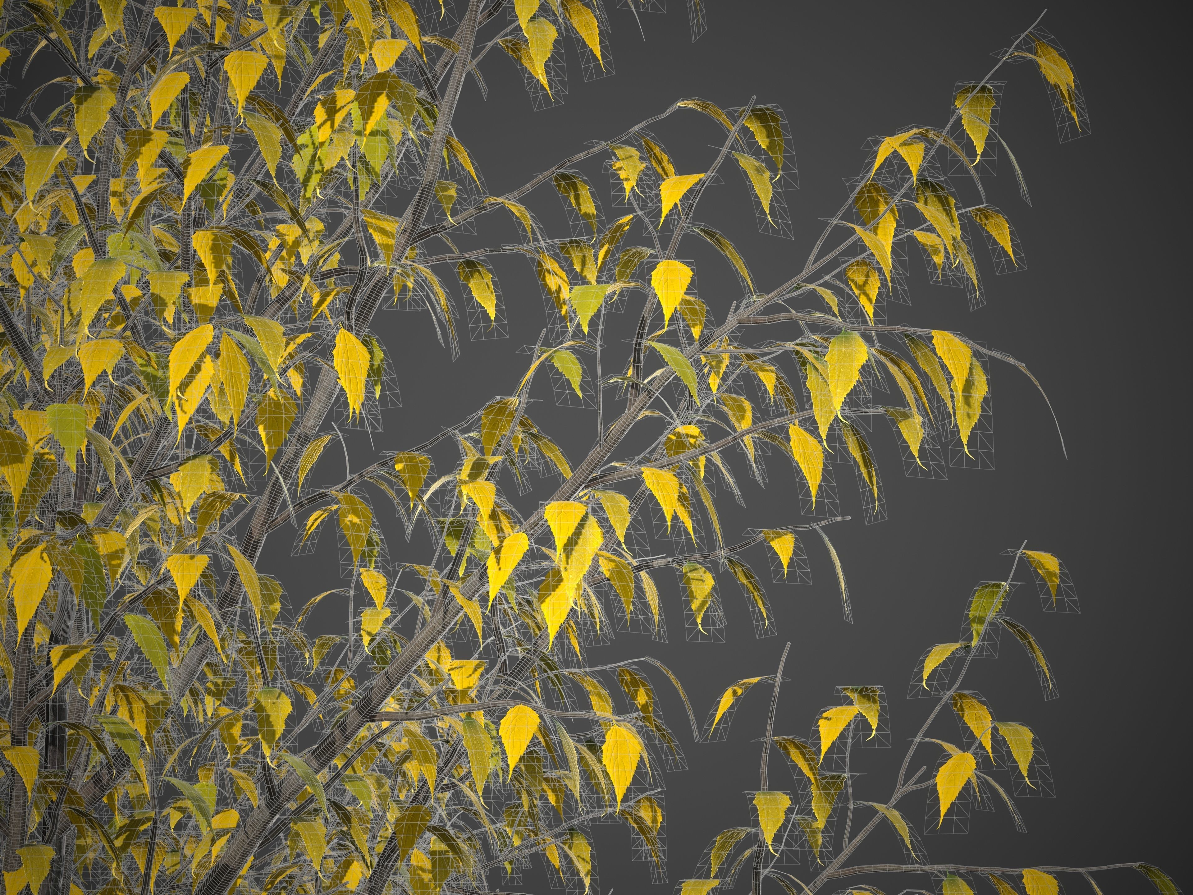 2021 PBR European Hackberry Collection - Celtis Australis 3D model_9