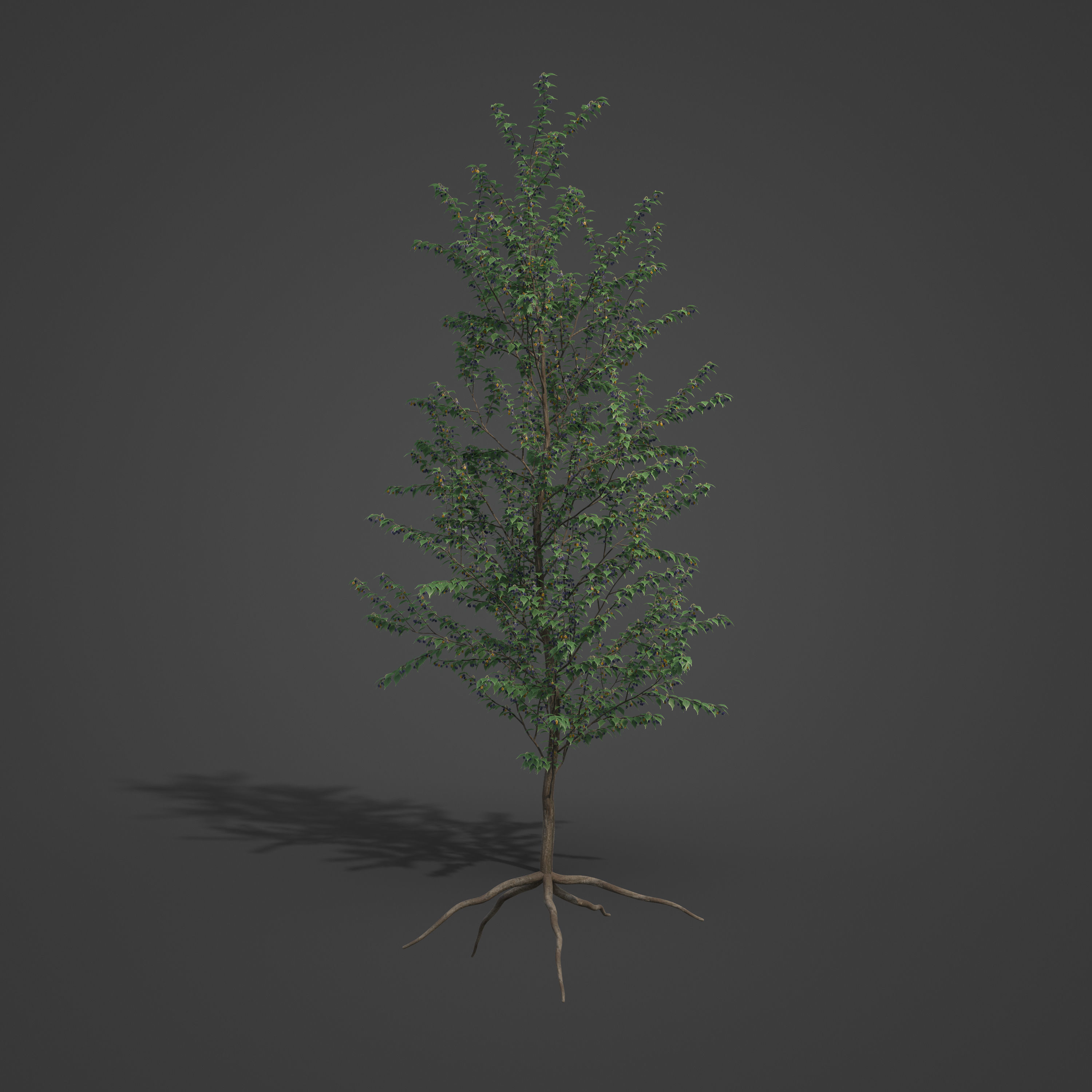 2021 PBR European Hackberry Collection - Celtis Australis 3D model_4