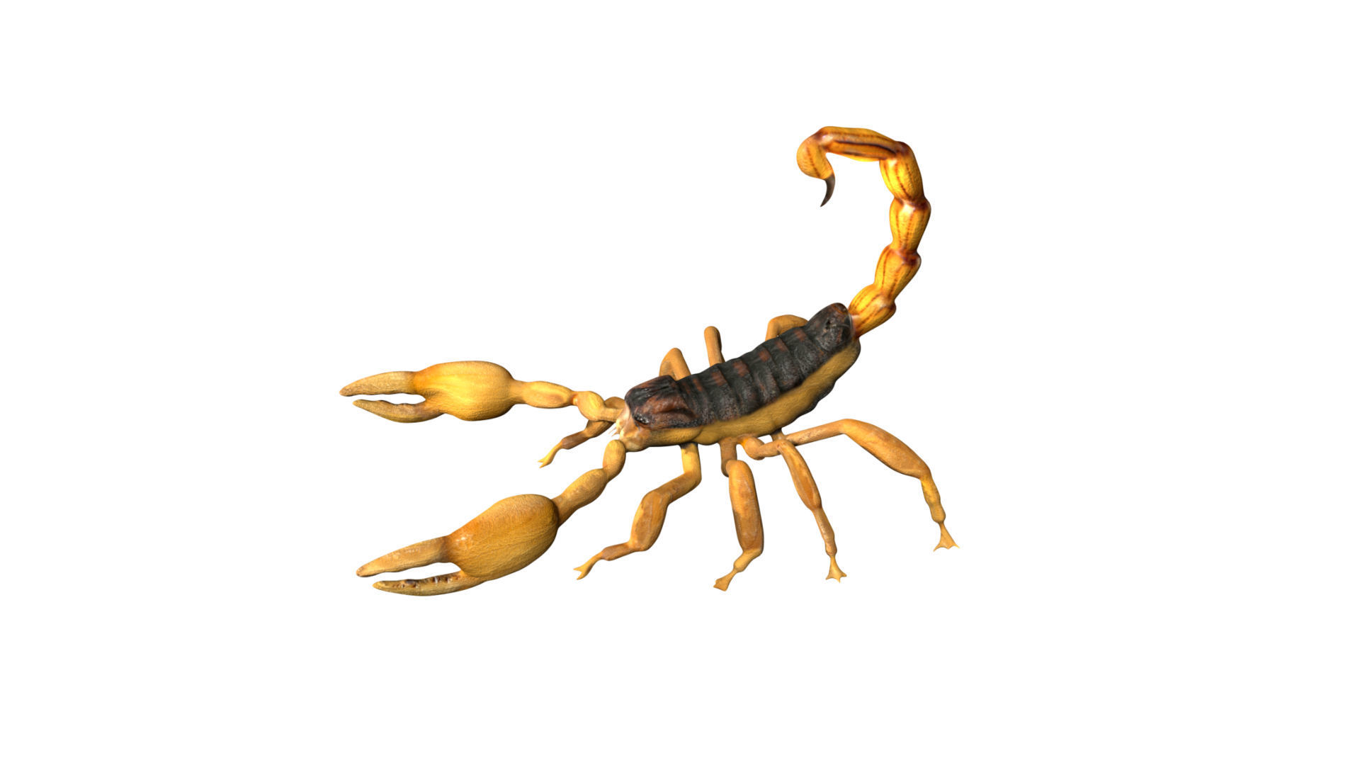 Scorpion Low-poly 3D model_3