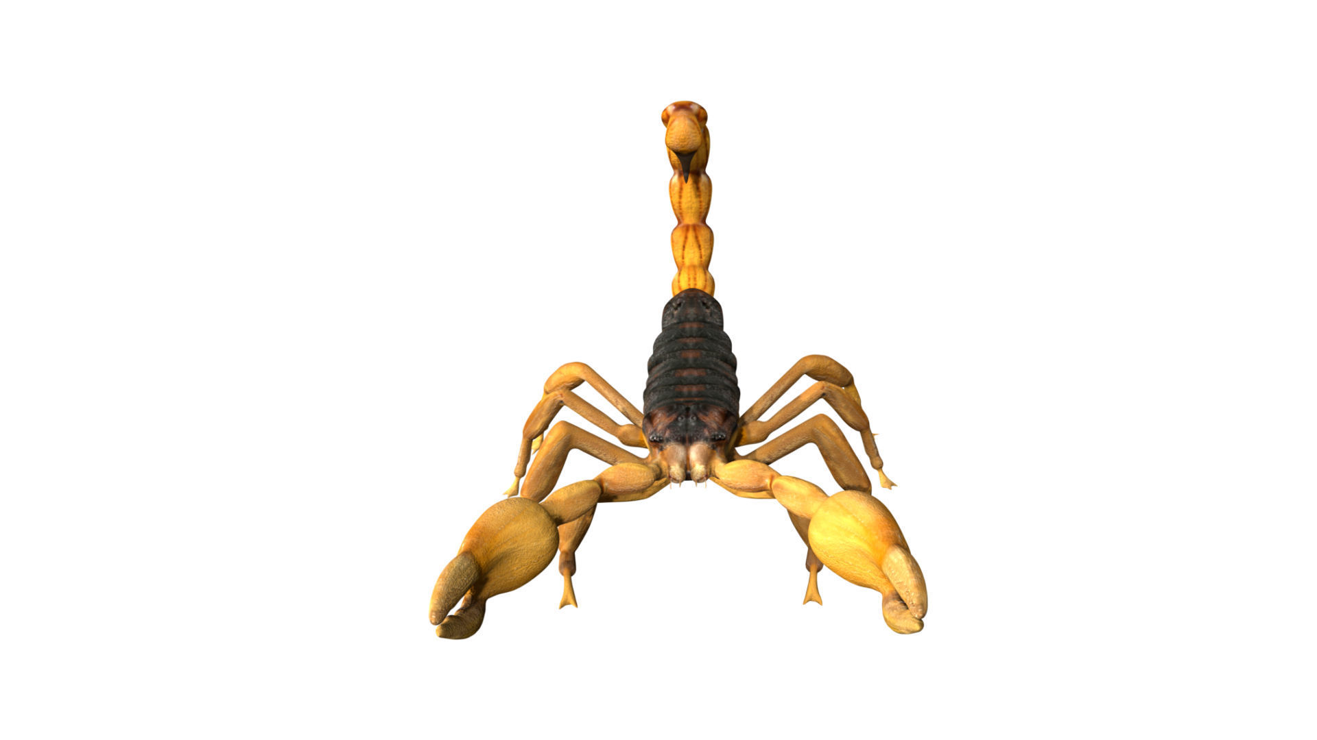 Scorpion Low-poly 3D model_5