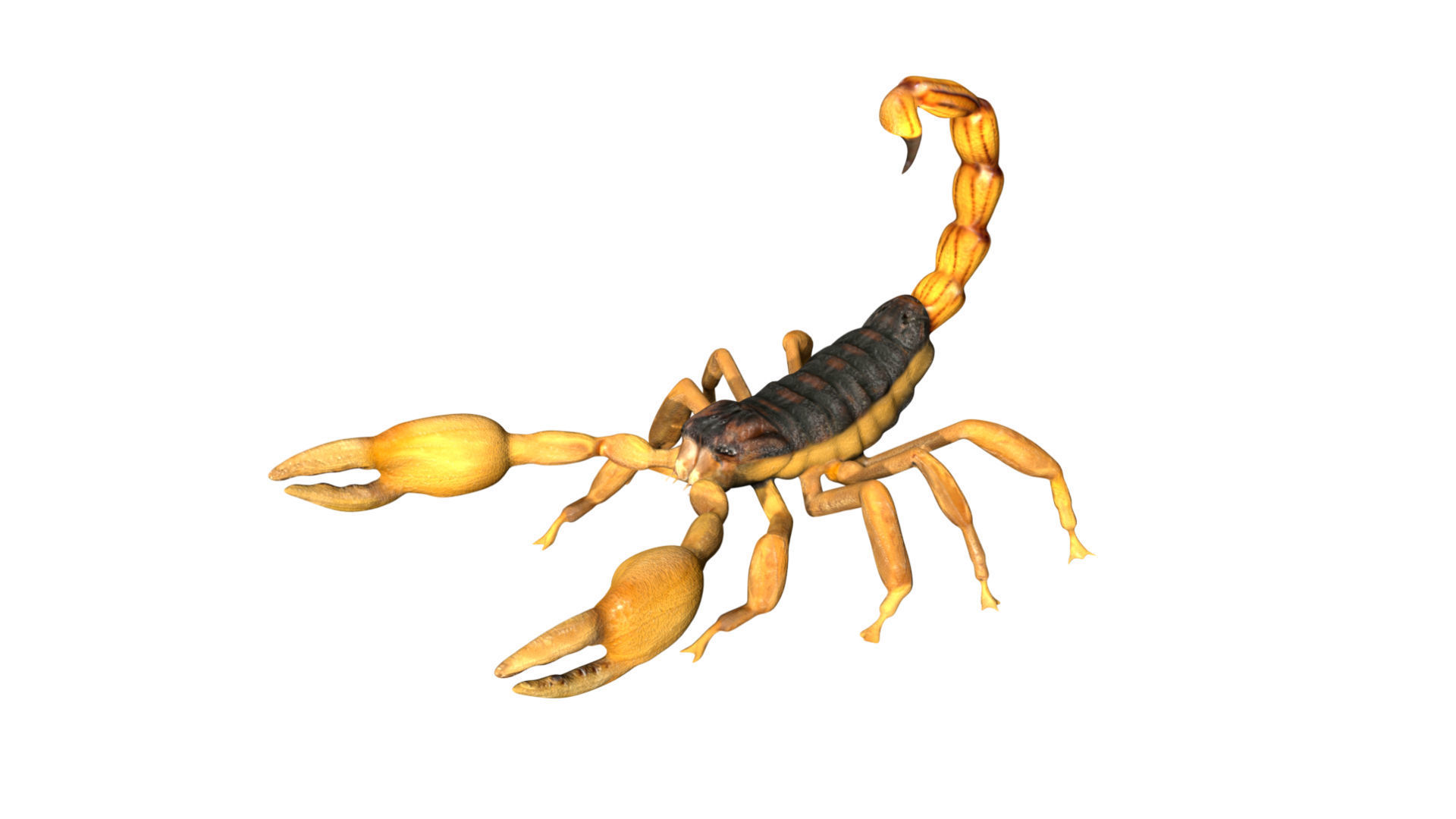 Scorpion Low-poly 3D model_1