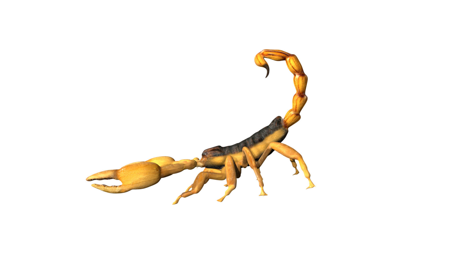 Scorpion Low-poly 3D model_2