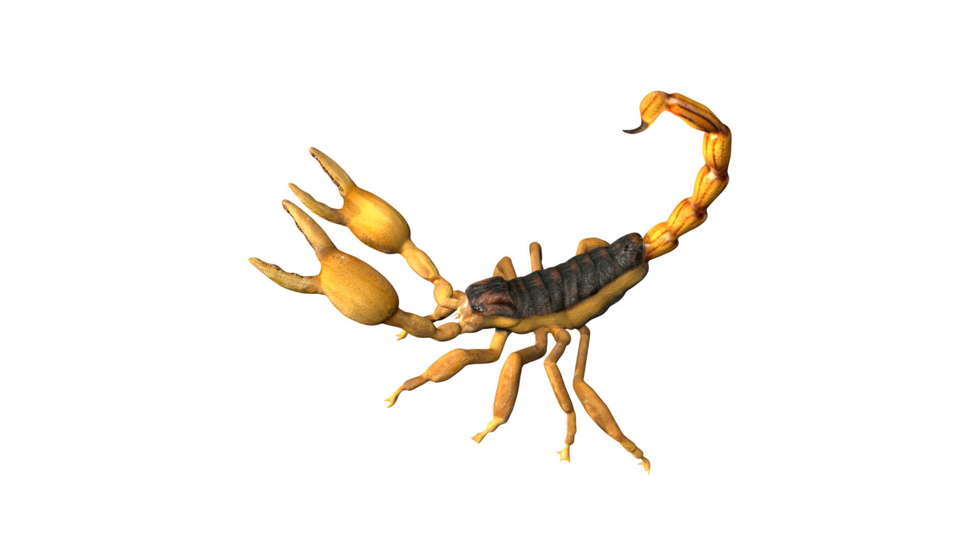Scorpion Low-poly 3D model_4