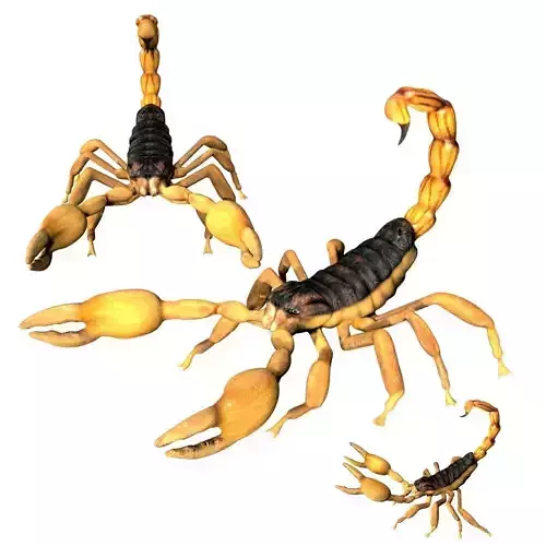 Scorpion