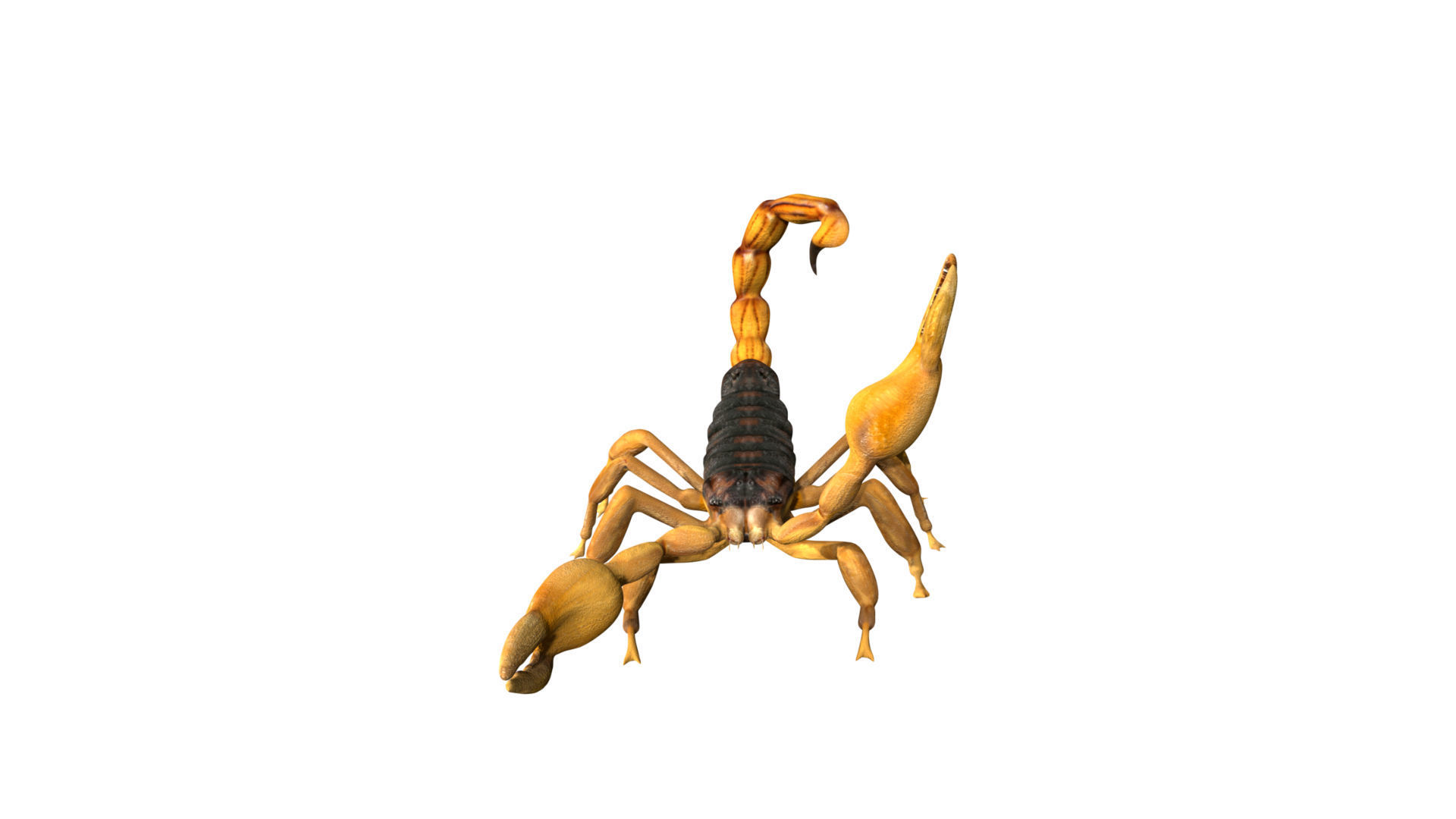 Scorpion Low-poly 3D model_6
