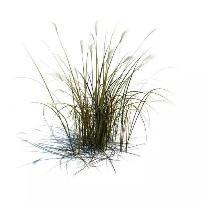 Chinese Silvergrass 3D model_0