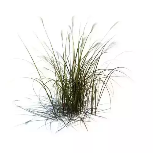 Chinese Silvergrass
