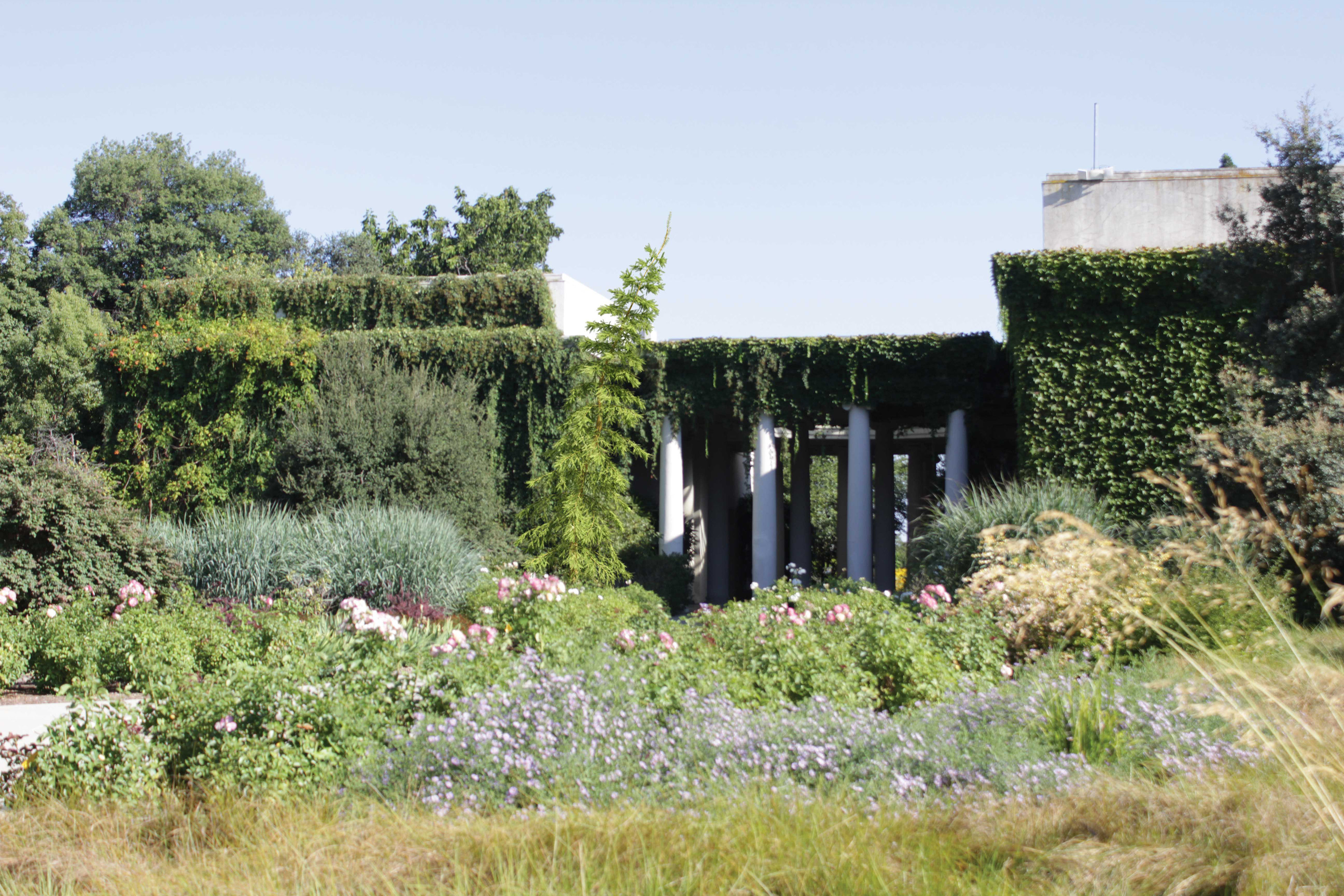 2021 PBR Caucasian Fir Collection - Abies Nordmanniana 3D model_3