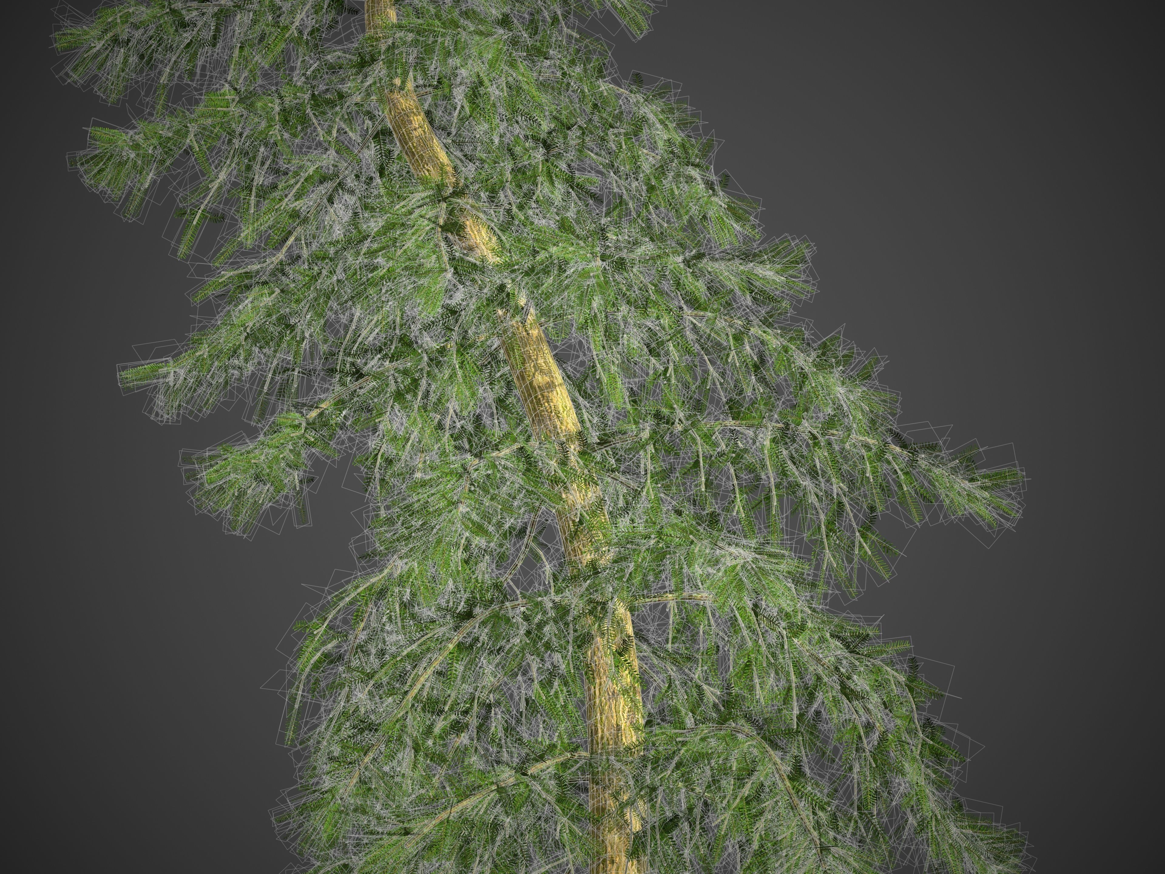2021 PBR Caucasian Fir Collection - Abies Nordmanniana 3D model_6