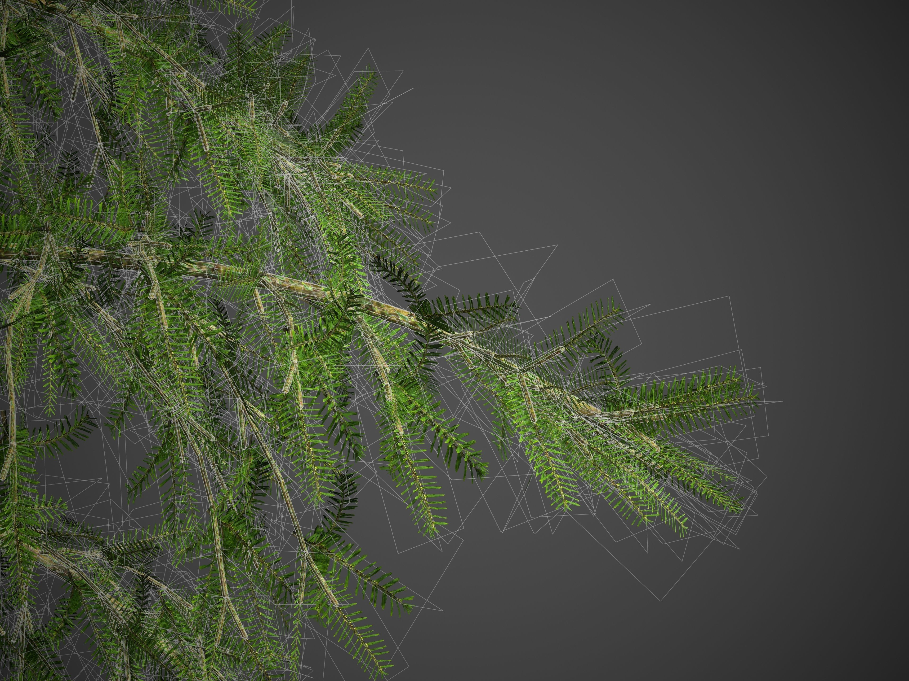 2021 PBR Caucasian Fir Collection - Abies Nordmanniana 3D model_7