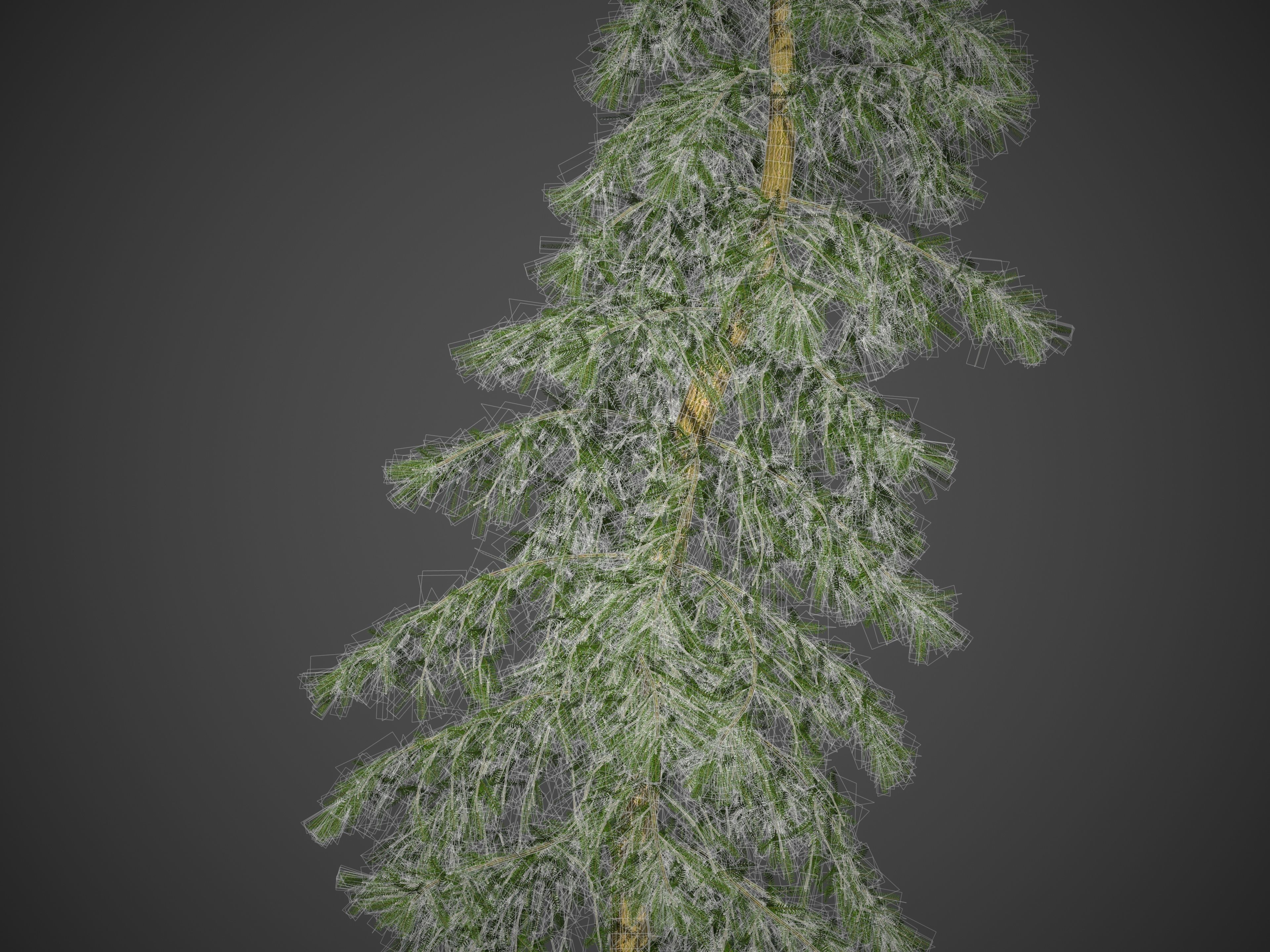 2021 PBR Caucasian Fir Collection - Abies Nordmanniana 3D model_5