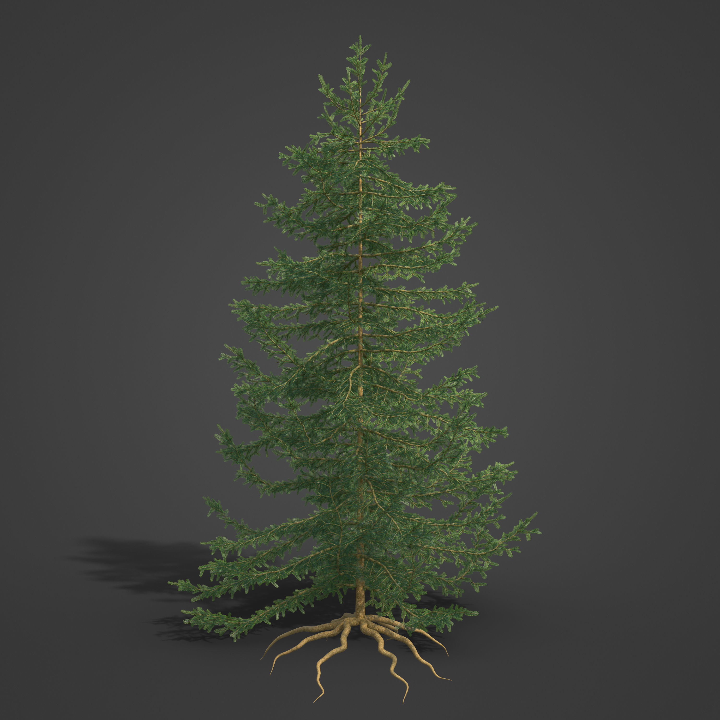2021 PBR Caucasian Fir Collection - Abies Nordmanniana 3D model_4