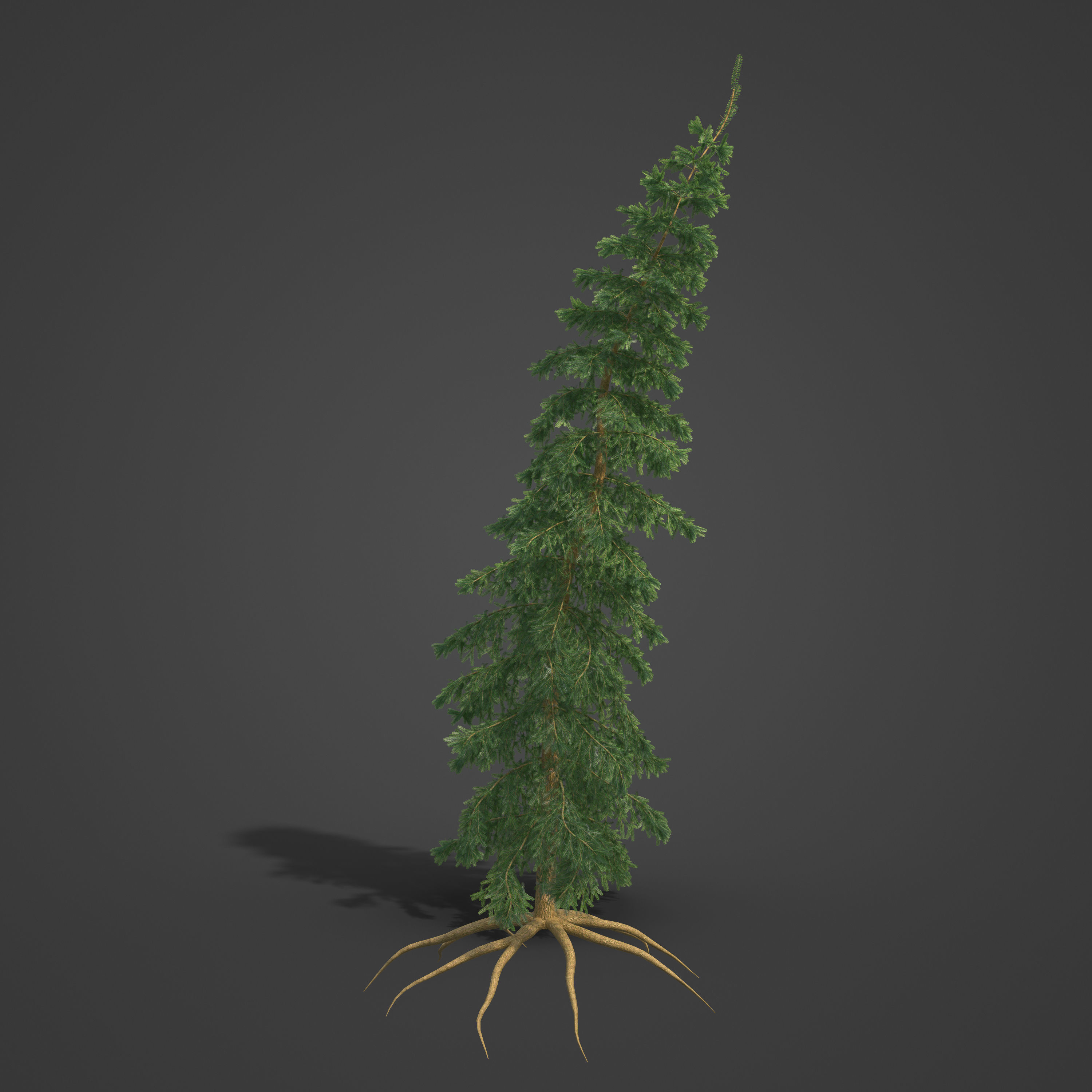 2021 PBR Caucasian Fir Collection - Abies Nordmanniana 3D model_2