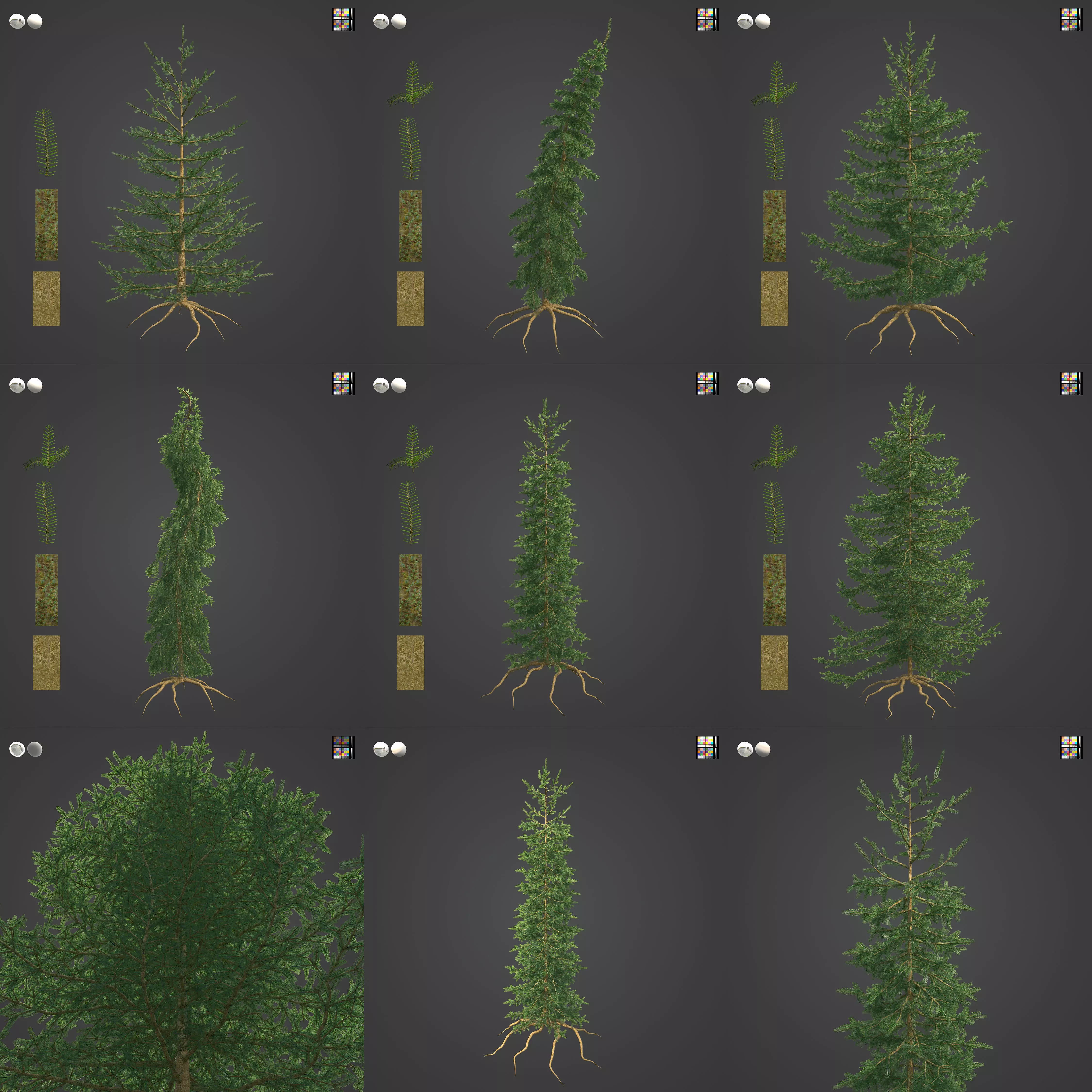 2021 PBR Caucasian Fir Collection - Abies Nordmanniana 3D model_0