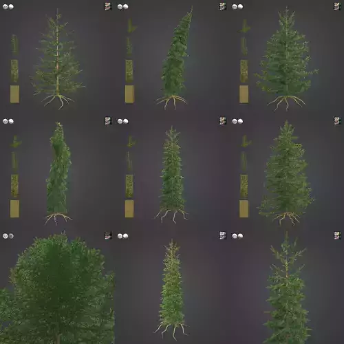 2021 PBR Caucasian Fir Collection - Abies Nordmanniana 3D model