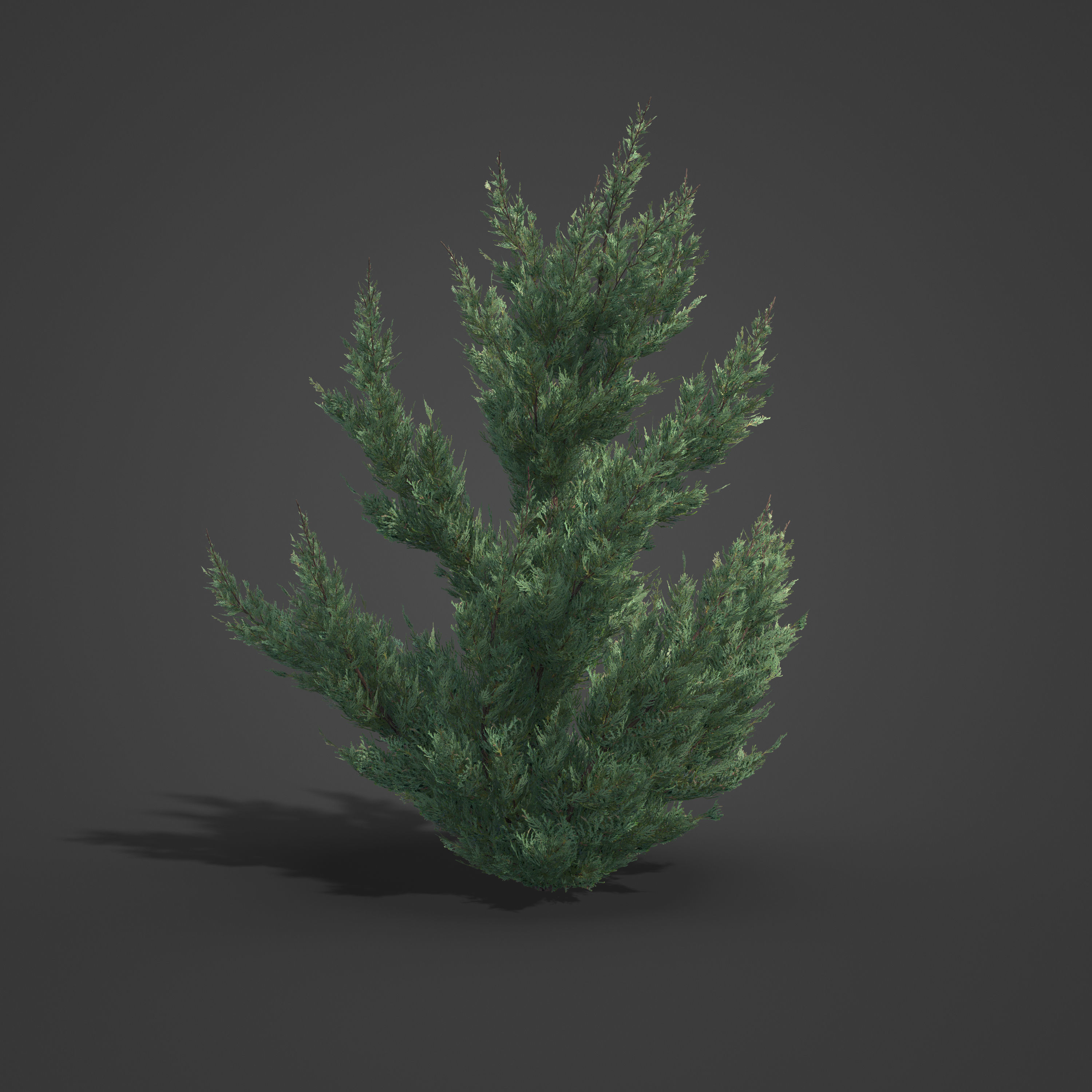 2021 PBR Chinese Juniper Collection - Juniper Chinensis Kaizuka 3D model_2