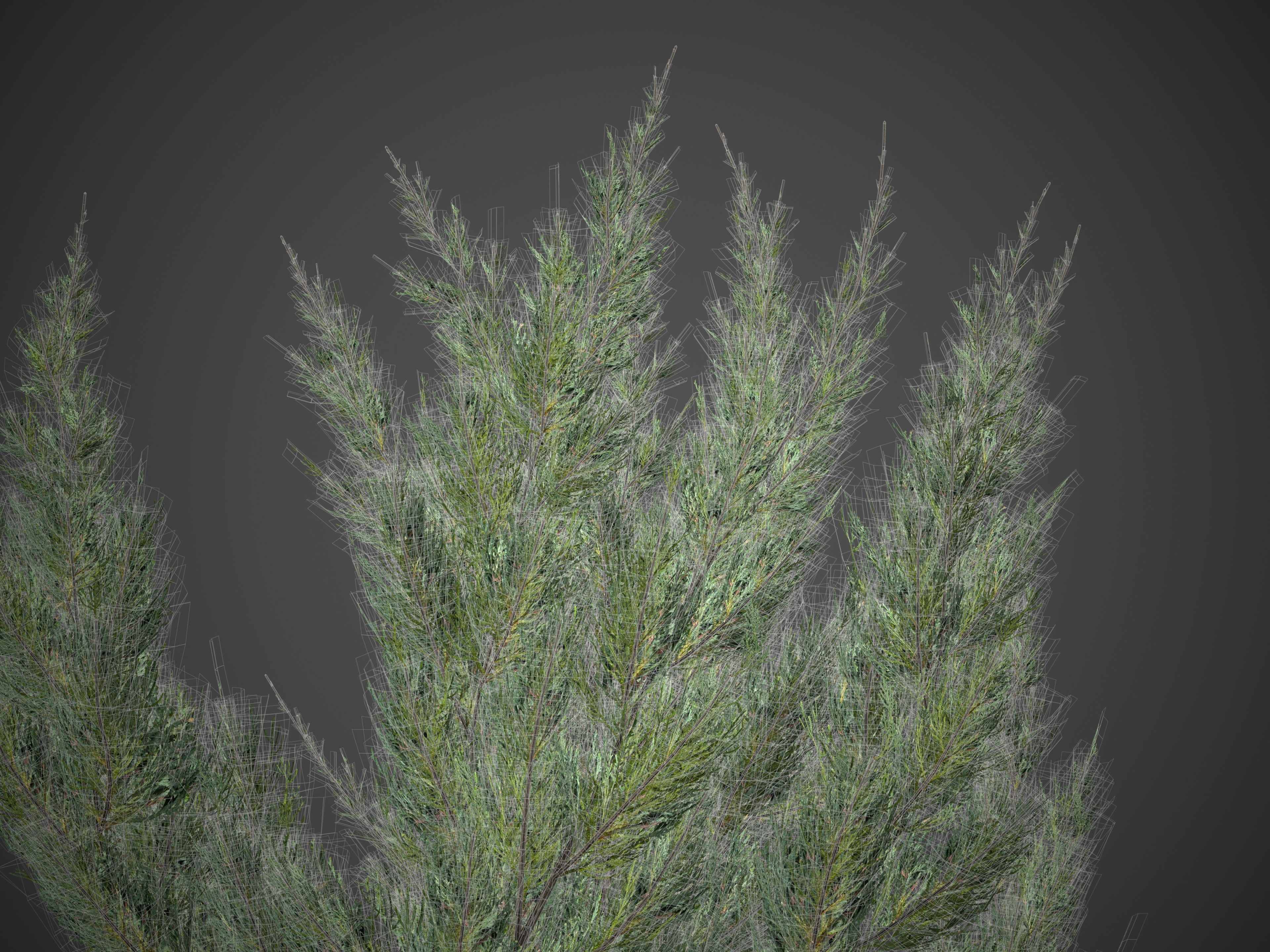 2021 PBR Chinese Juniper Collection - Juniper Chinensis Kaizuka 3D model_6