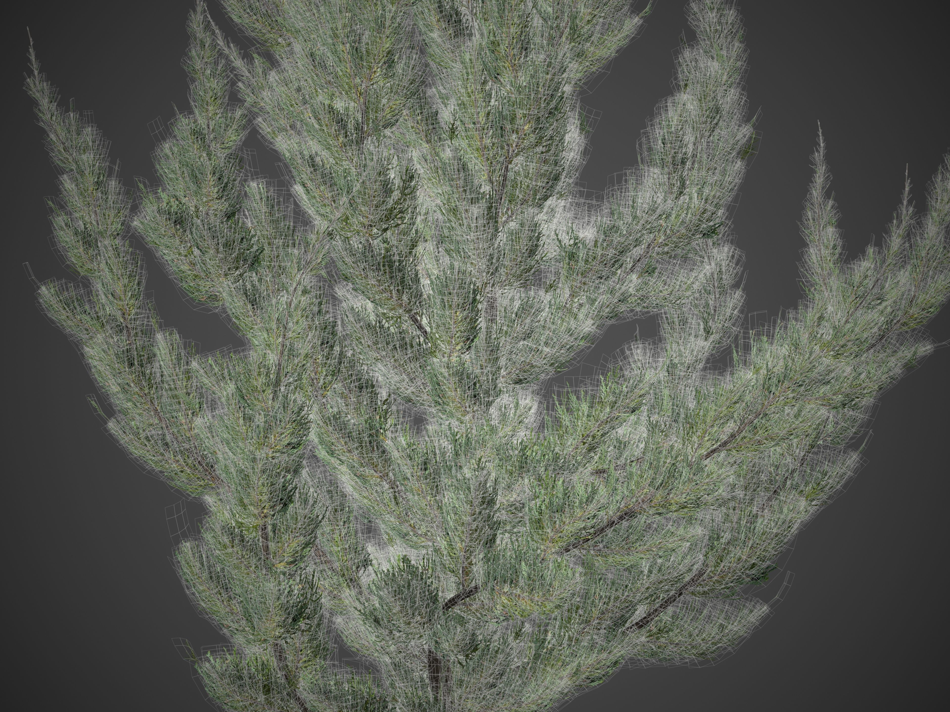 2021 PBR Chinese Juniper Collection - Juniper Chinensis Kaizuka 3D model_5