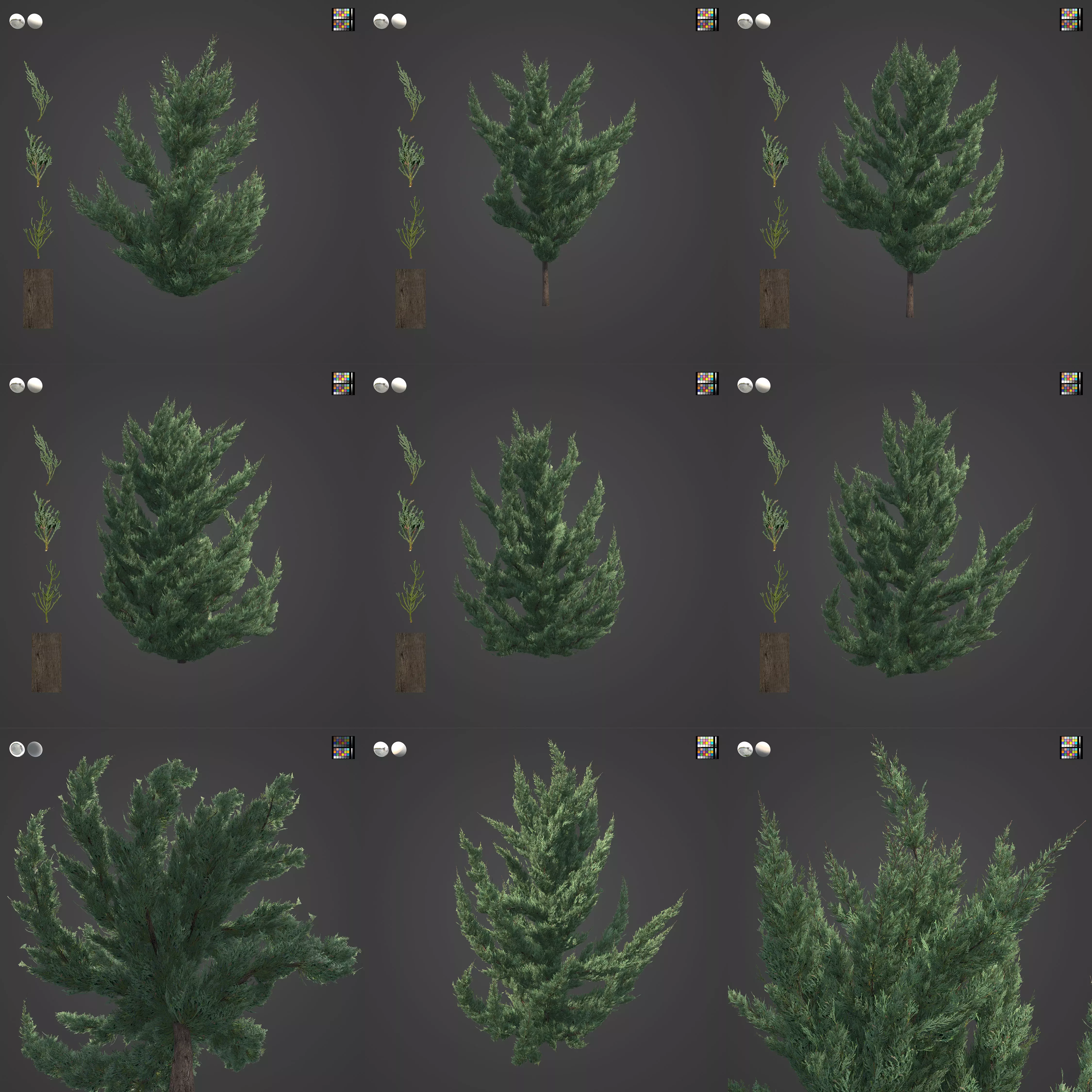 2021 PBR Chinese Juniper Collection - Juniper Chinensis Kaizuka 3D model_0