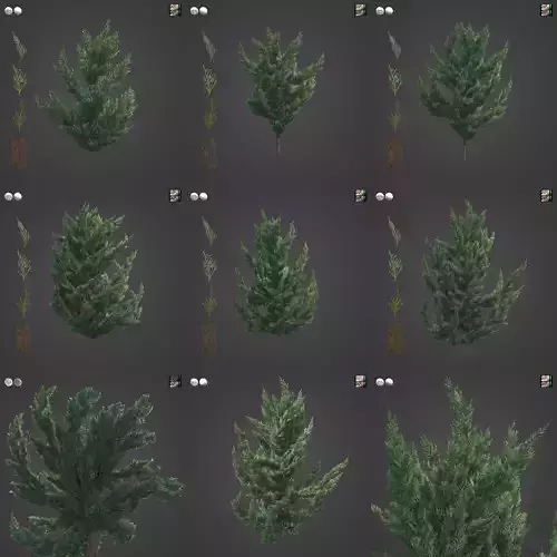 2021 PBR Chinese Juniper Collection - Juniper Chinensis Kaizuka 3D model