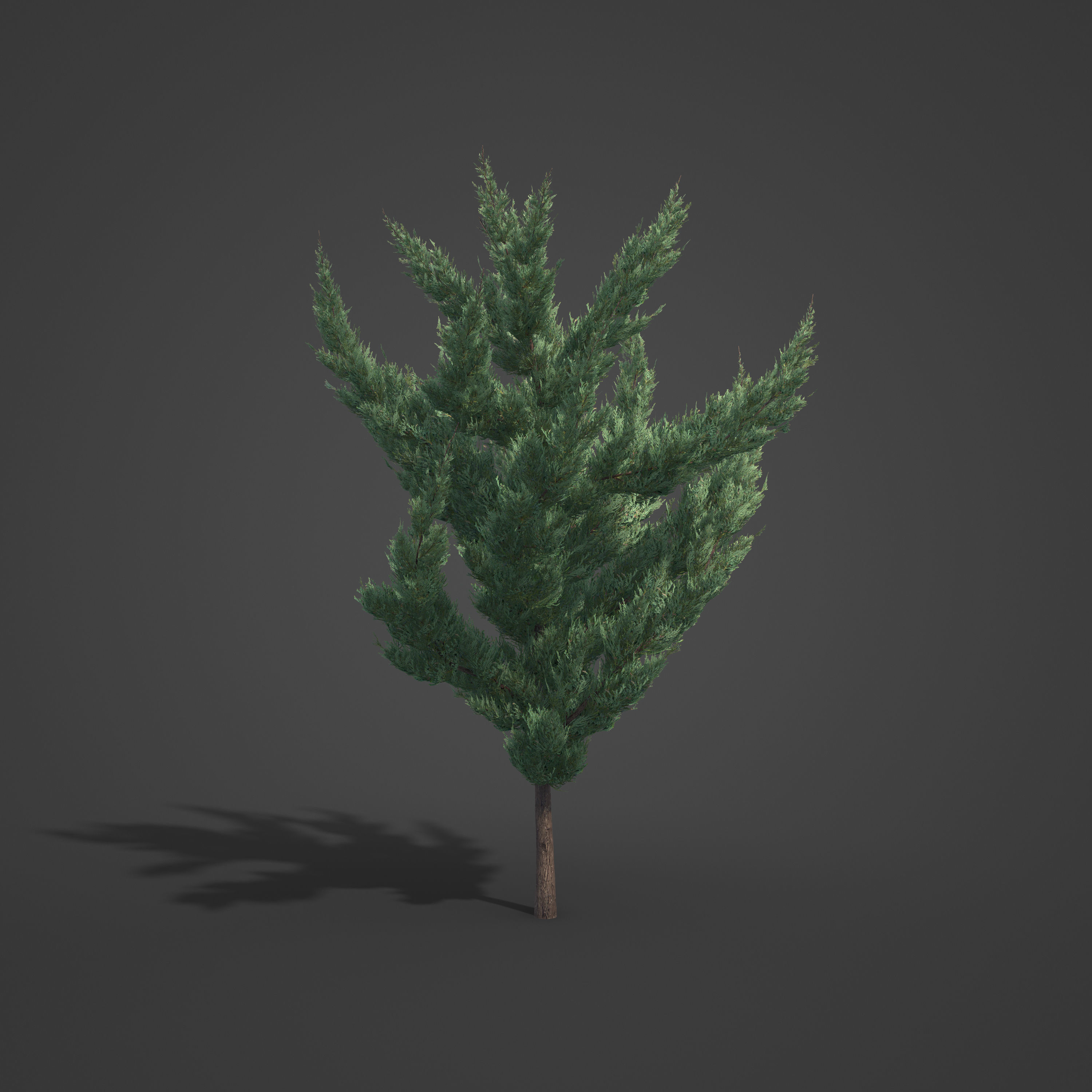 2021 PBR Chinese Juniper Collection - Juniper Chinensis Kaizuka 3D model_3