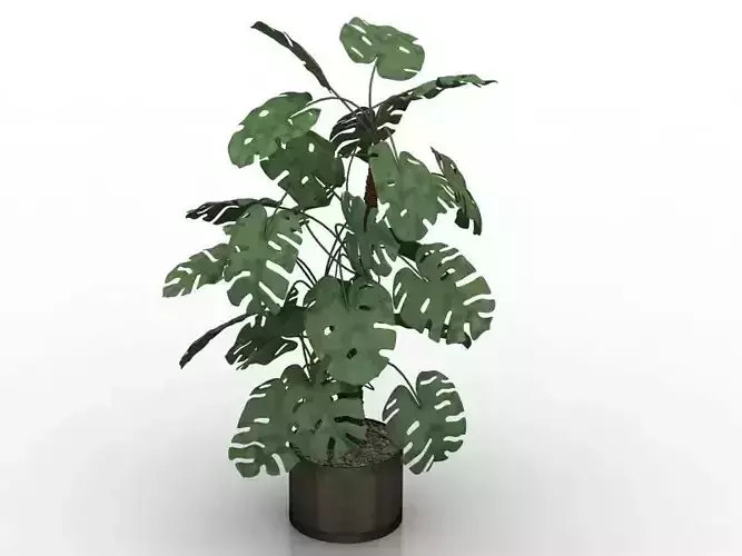 Houseplant in a pot