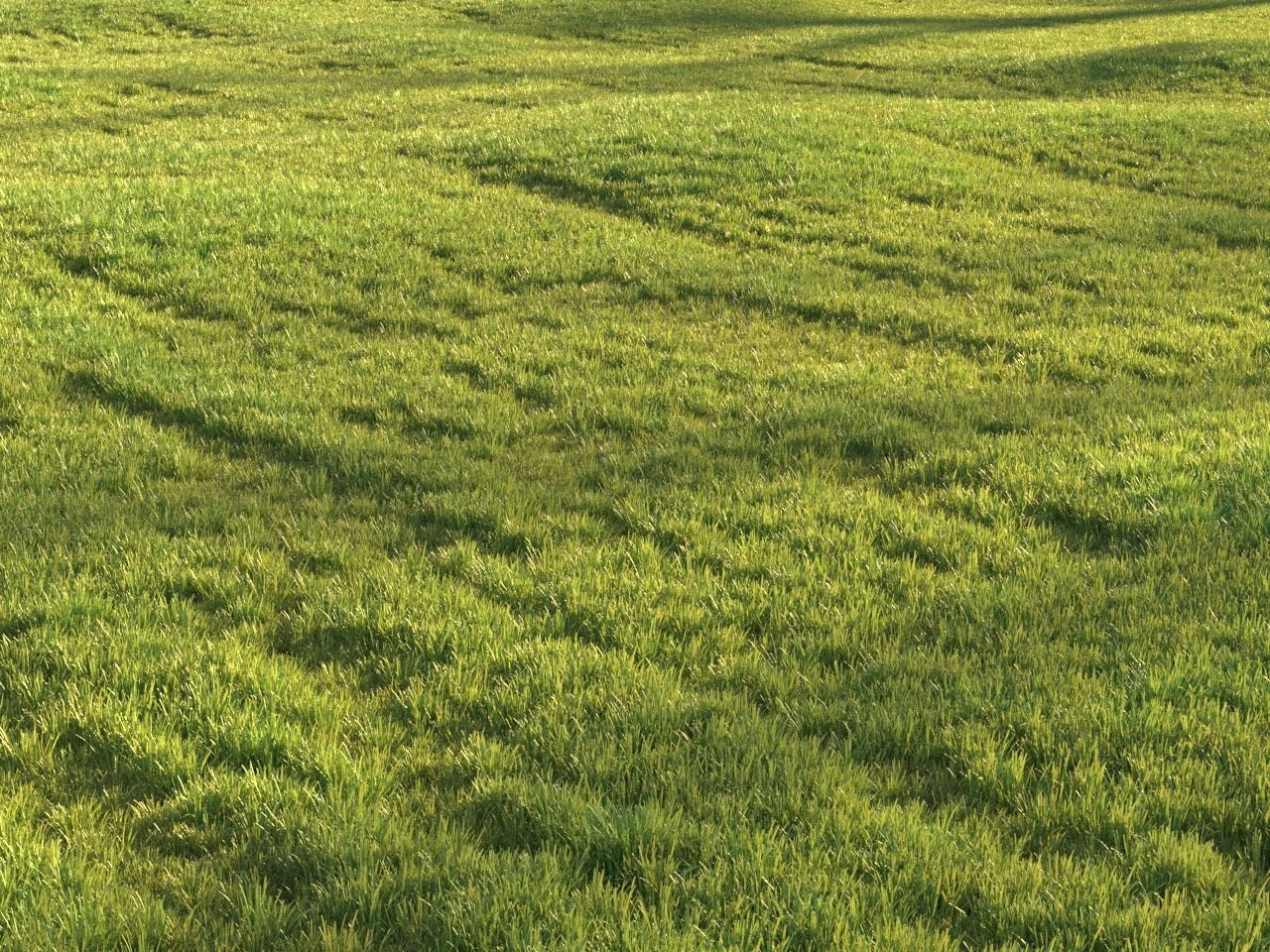 Sunny lawn 3D model_5