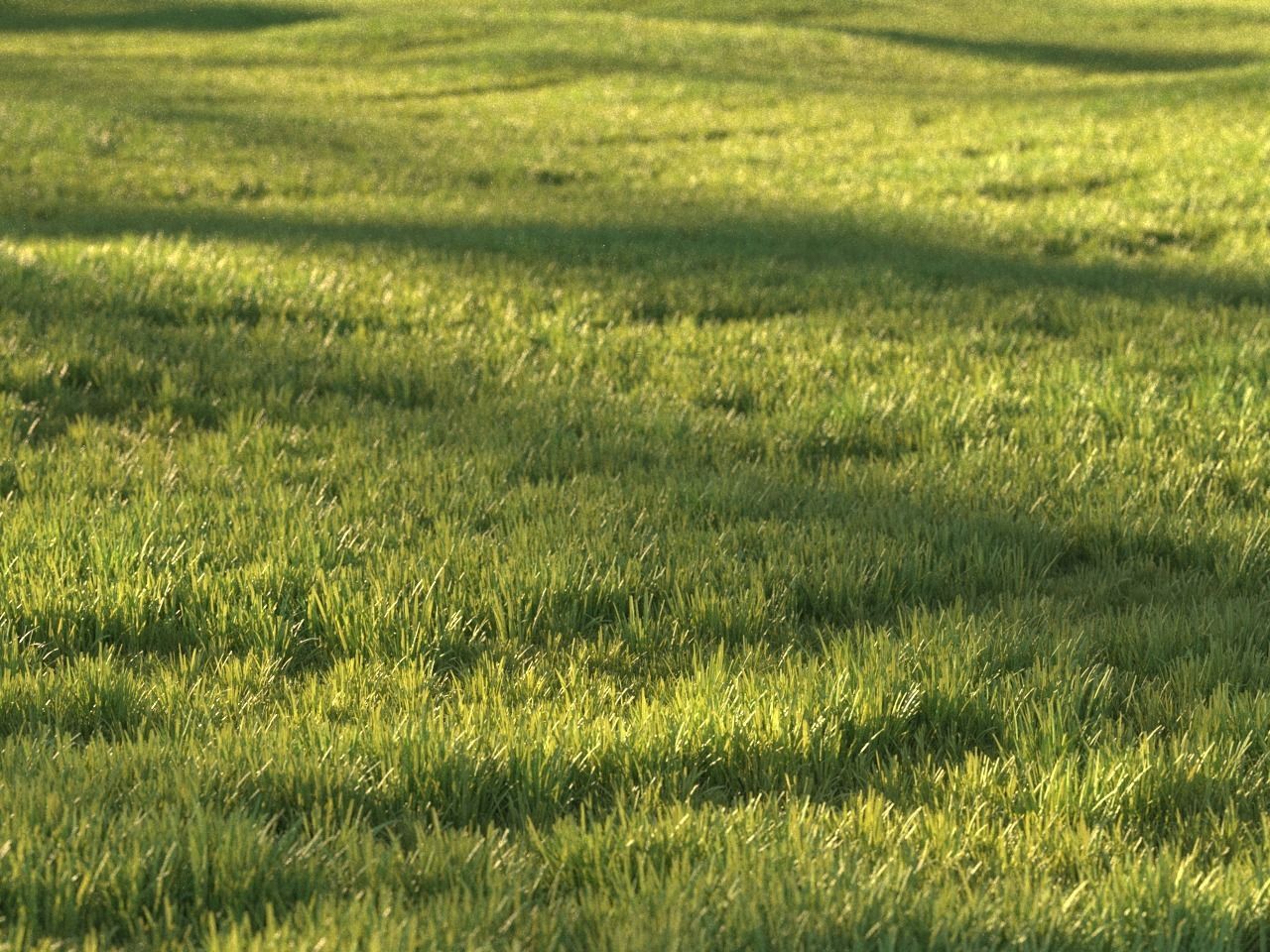 Sunny lawn 3D model_2