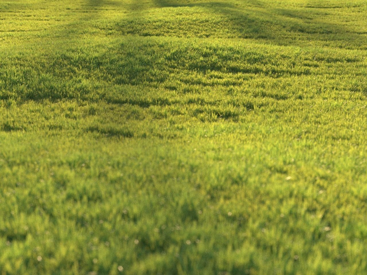 Sunny lawn 3D model_1