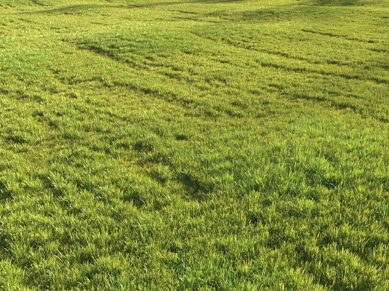 Sunny lawn 3D model_7